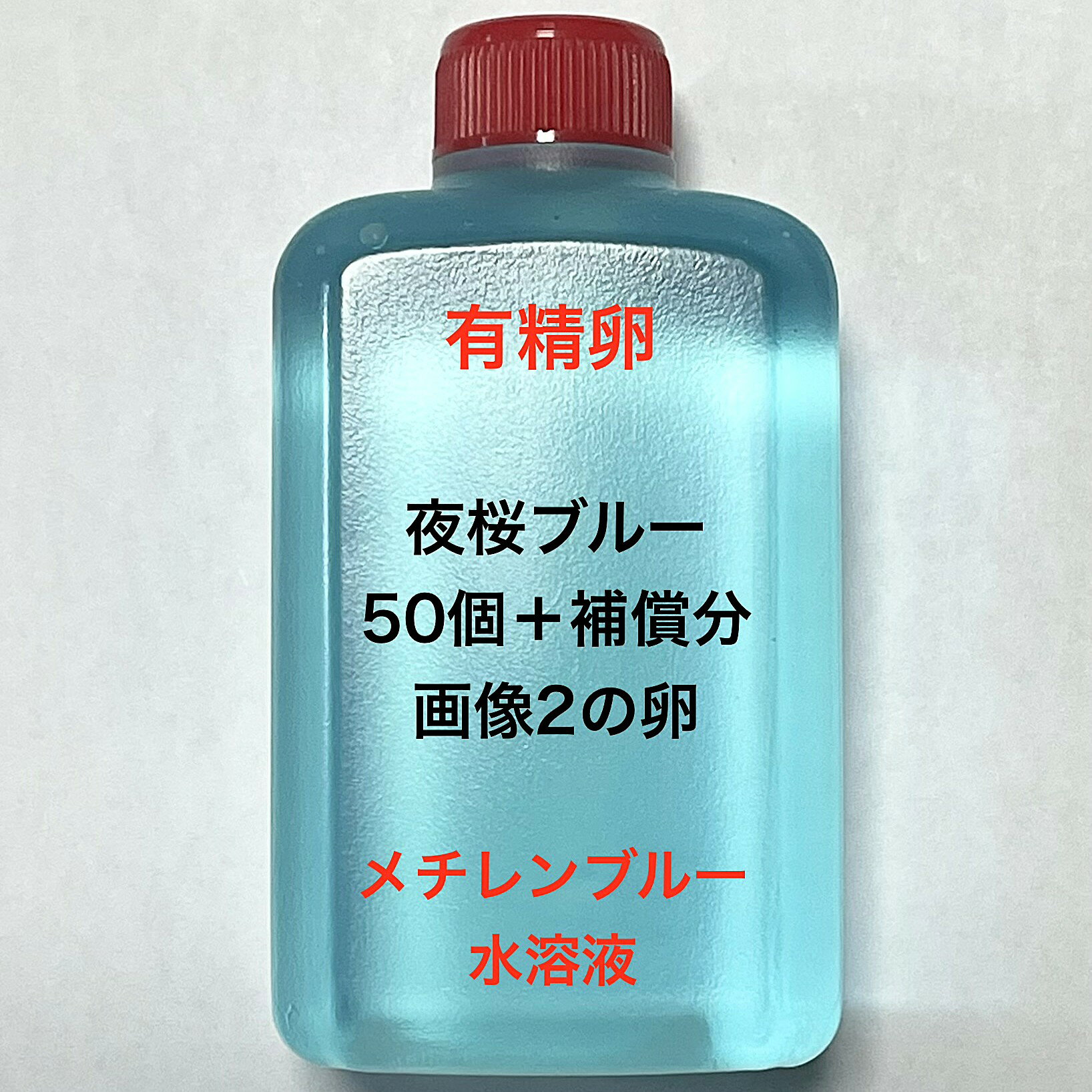 樂天商城 - T●※メダカの卵・有精卵初出荷※●夜桜ブルー★画像2のメダカの卵【夜桜ブルー有精卵：50個＋補償分】●※ご注文確定後3日前後での発送になります※●