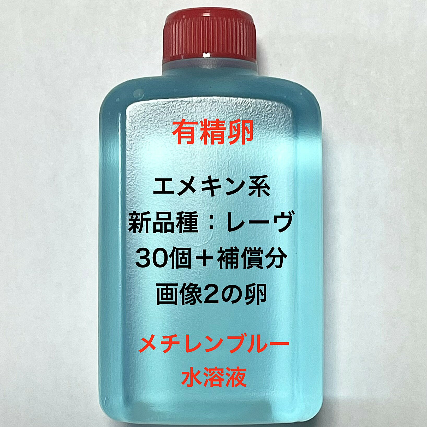 樂天商城 - U※メダカの卵・有精卵初出荷※●エメキン系★レーヴ★画像2のメダカの卵【新品種：レーヴ有精卵：30個＋補償分】●※ご注文確定後3日前後での発送になります※●