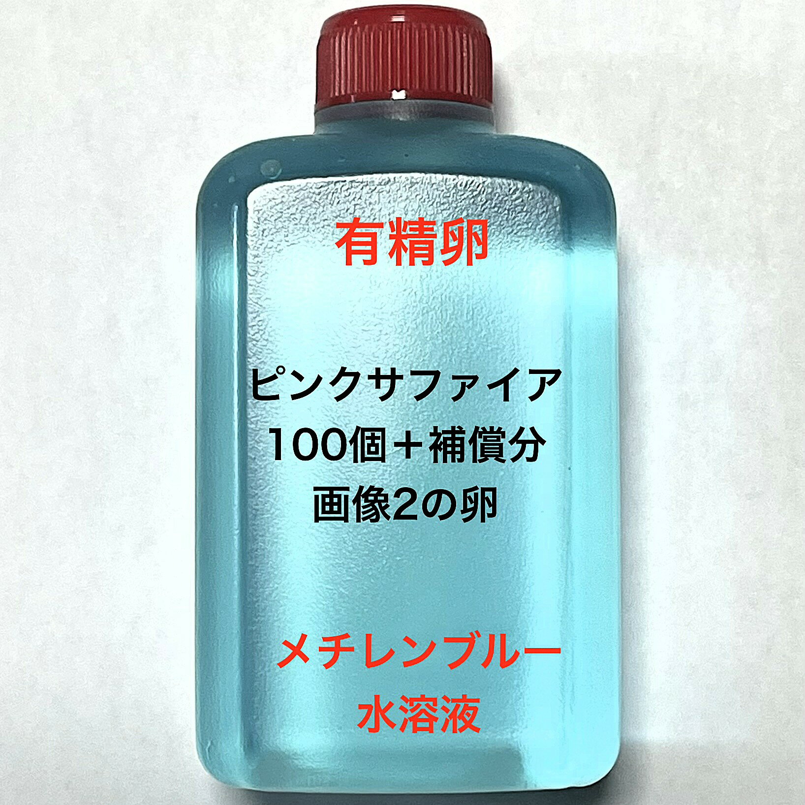 L※メダカの卵・有精卵初出荷※●サ...