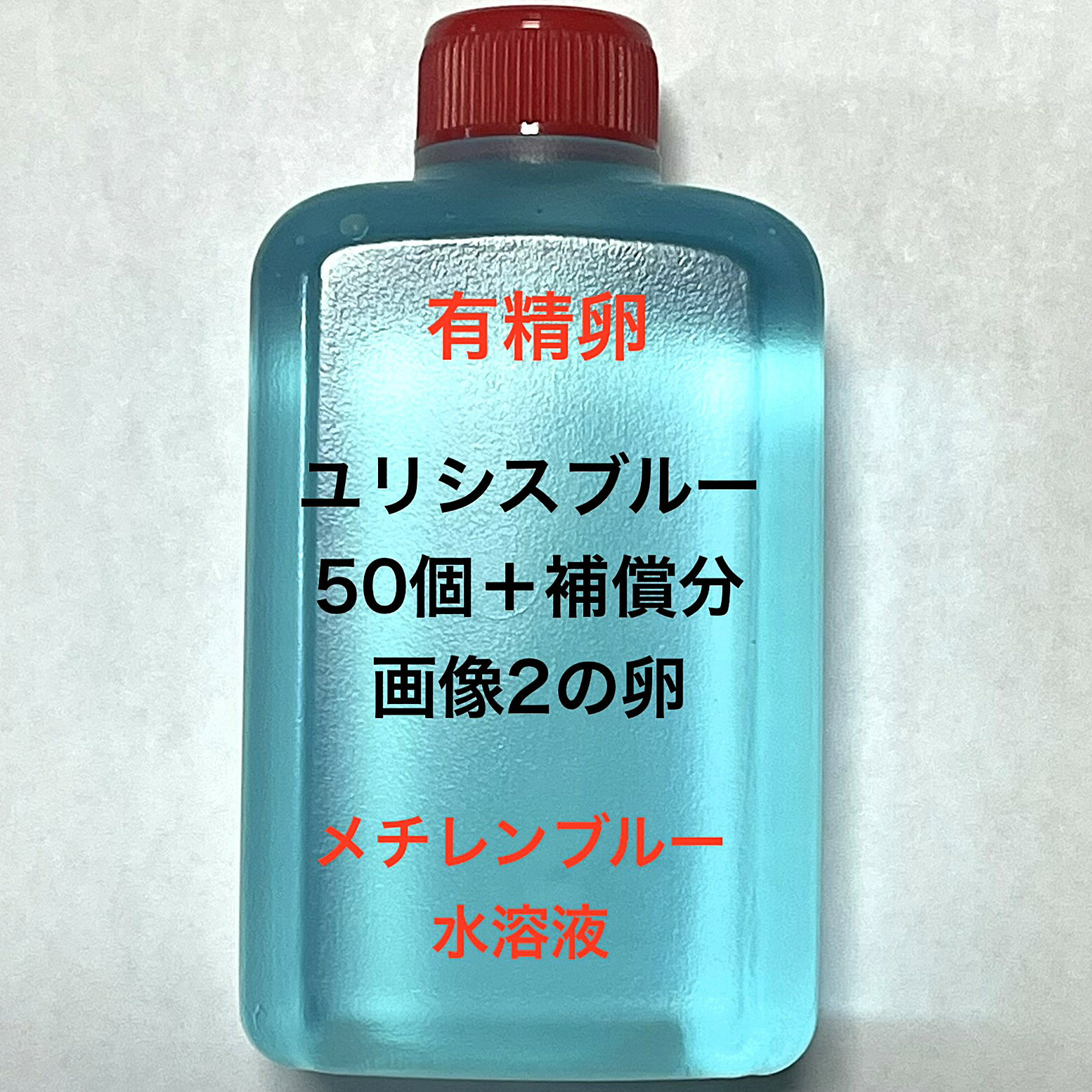 樂天商城 - Z●※メダカの卵・有精卵初出荷※●ユリシス★画像2のメダカの卵【ユリシスブルー：50個＋補償分】●※ご注文確定後3日前後での発送になります※●