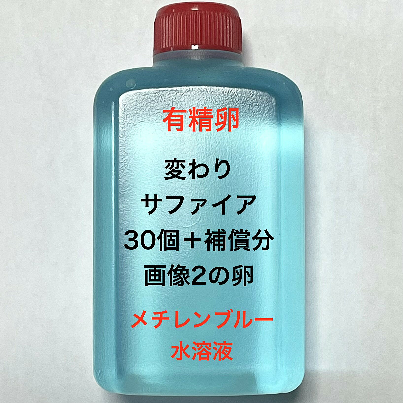 H●※メダカの卵 有精卵初出荷※●サファイア★画像2のメダカの卵【変わりサファイア：30個＋補償分】●※ご注文確定後3日前後での発送になります※●