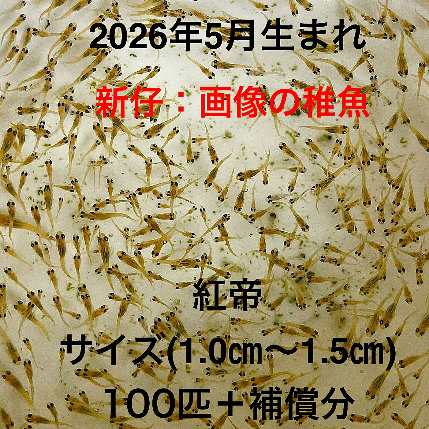 F1●※メダカ稚魚初出荷※●2026年5月生まれ●極上：極赤★画像の稚魚【紅帝：100匹＋補償分】サイズ(1.0cm～1.5cm）●※ご注文確定後3日前後での発送になります※●