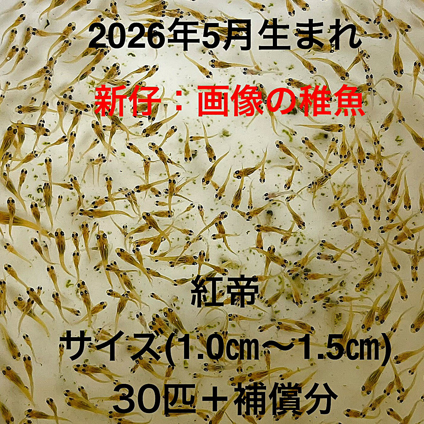 F1●※メダカ稚魚初出荷※●2026年5月生まれ●極上：極赤★画像の稚魚【紅帝：30匹＋補償分】サイズ(1.0cm～1.5cm）●※ご注文確定後3日前後で..