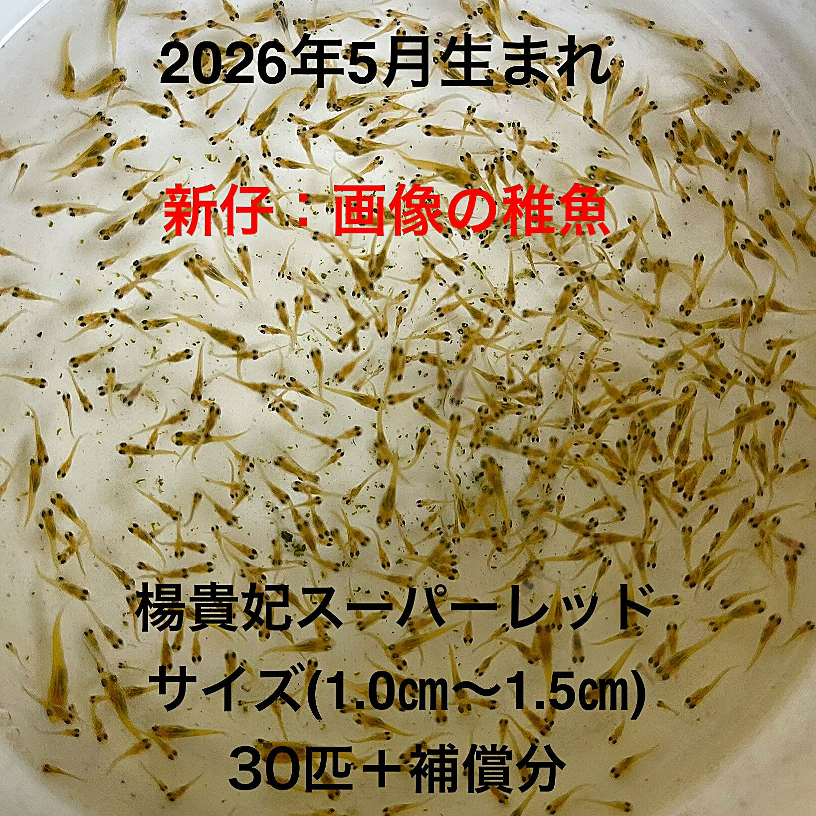 商品画像1