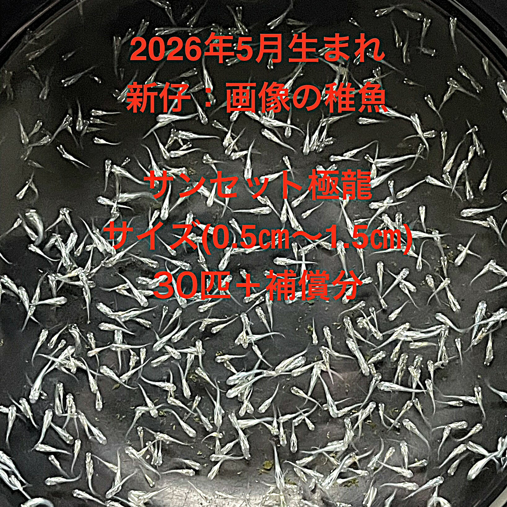 Rakuten - A1●※メダカ稚魚初出荷※●2026年5月孵化●極上：体外光系★画像の稚魚【サンセット極龍：30匹＋補償分】サイズ(0.5cm～1.5cm）●※ご注文確定後3日前後での発送になります※●