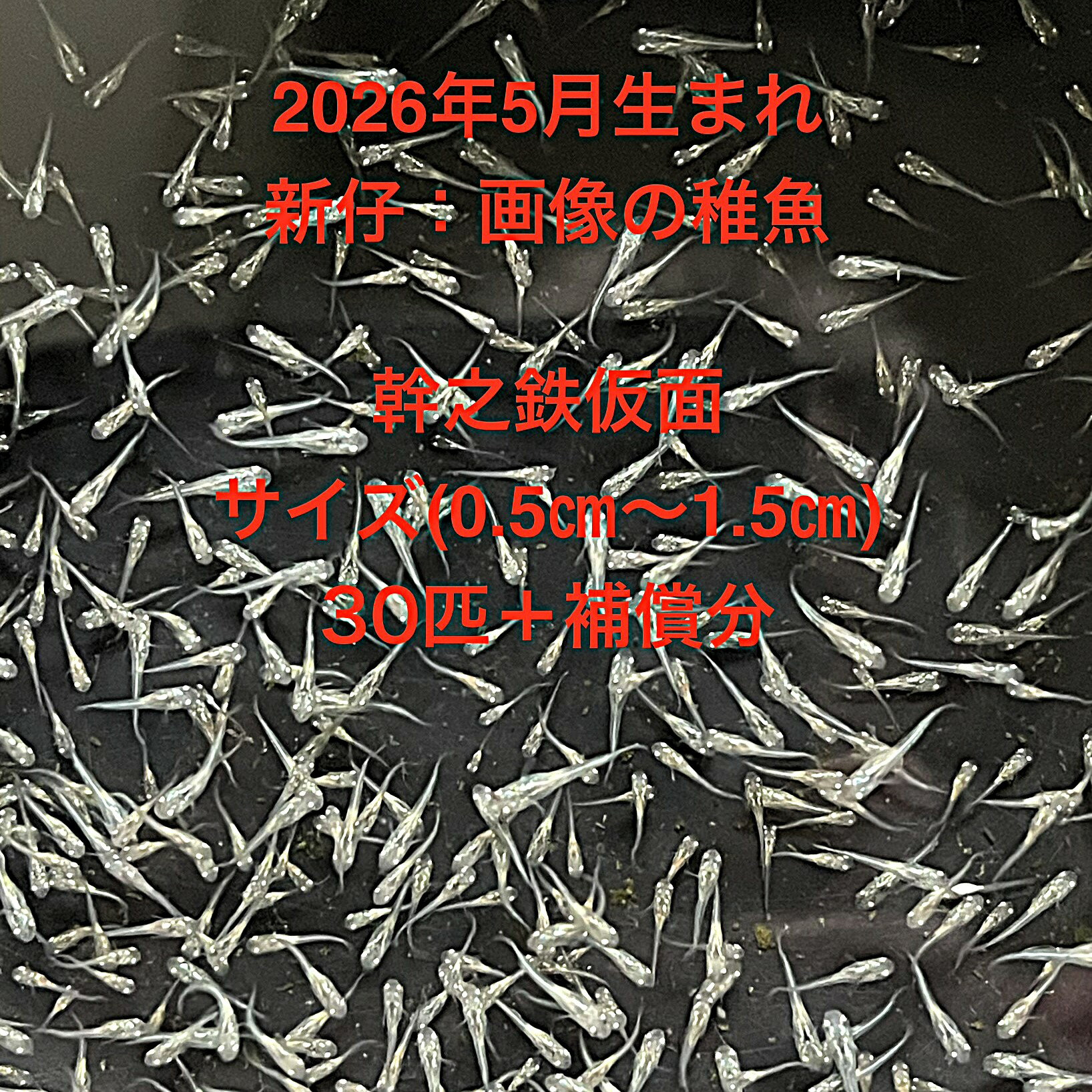 H1●※メダカ稚魚初出荷※●2026年5月孵化●極上：幹之系★画像の稚魚【幹之鉄仮面：30匹＋補償分】サイズ(0.5cm～1.5cm）在庫がなくなり次第終了致します。※●自店舗で生産している幹之鉄仮面の稚魚を発送致します。●※スマホでご覧の方は画像左下の動画をタッチしてください稚魚の動画が見られます。稚魚ですので補償はありませんが多少多く入れて発送いたします。●※輸送のストレスを緩和するためグリンウオーター(クロレラ水）の飼育水に入れて発送いたします、グリンウオーター(クロレラ水）は稚魚にとって最強の飼育水です。このグリンウオーター(クロレラ水）を必要な方は別途販売しておりますので検索宜しくお願い致します。●※稚魚の補償はありませんのでご了承の上ご注文宜しくお願い致します。 当店ではオリジナル針仔用にて育てております、当店自慢のオリジナル飼育用餌になります。（別途針仔用、稚魚用餌、成魚用餌もご用意しております是非ご利用ください）●●※12:00までの注文で翌日お届け※●●【商品説明】極上の幹之系メダカ稚魚「幹之鉄仮面」をご紹介します。2026年5月に孵化したこの稚魚は、サイズが0.5cmから1.5cmと小さく、成長を見守る楽しみがあります。30匹に加え、補償分も含まれており、安心してお求めいただけます。幹之系の美しい光沢が特徴で、水槽に華やかさを加えること間違いなしです。初めての方でも育てやすく、観賞用としても最適です。※電話でのご注文・ご予約・ご相談も受けております(080-6708-6627）
