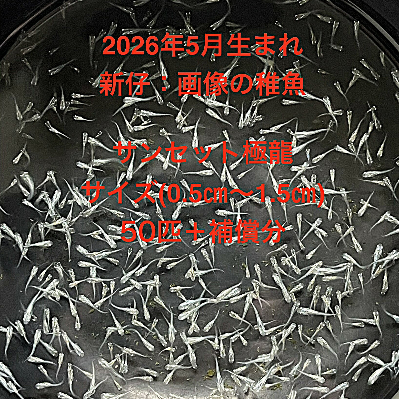 A1●※メダカ稚魚初出荷※●2026年5月孵化●極上：体外光系★画像の稚魚【サンセット極龍：50匹＋補償分】サイズ(0.5cm～1.5cm）在庫がなくなり次第終了致します。※●自店舗で生産している画像2のサンセット極龍の稚魚を発送致します。●※スマホでご覧の方は画像左下の動画をタッチしてください稚魚の動画が見られます。稚魚ですので補償はありませんが多少多く入れて発送いたします。●※輸送のストレスを緩和するためグリンウオーター(クロレラ水）の飼育水に入れて発送いたします、グリンウオーター(クロレラ水）は稚魚にとって最強の飼育水です。このグリンウオーター(クロレラ水）を必要な方は別途販売しておりますので検索宜しくお願い致します。●※稚魚の補償はありませんのでご了承の上ご注文宜しくお願い致します。 当店ではオリジナル針仔用にて育てております、当店自慢のオリジナル飼育用餌になります。（別途針仔用、稚魚用餌、成魚用餌もご用意しております是非ご利用ください）●●※12:00までの注文で翌日お届け※●●【商品説明】極上の体外光系メダカ「サンセット極龍」は、2026年5月に孵化した稚魚です。サイズは0.5cmから1.5cmで、50匹に補償分が含まれています。このメダカは、美しい体外光が特徴で、観賞用として最適です。初心者から愛好家まで、幅広い方々に楽しんでいただける商品です。水槽に彩りを加え、日々の癒しを提供します。お手元に届くまでの期間は、ご注文確定後3日前後です。※電話でのご注文・ご予約・ご相談も受けております(080-6708-6627）
