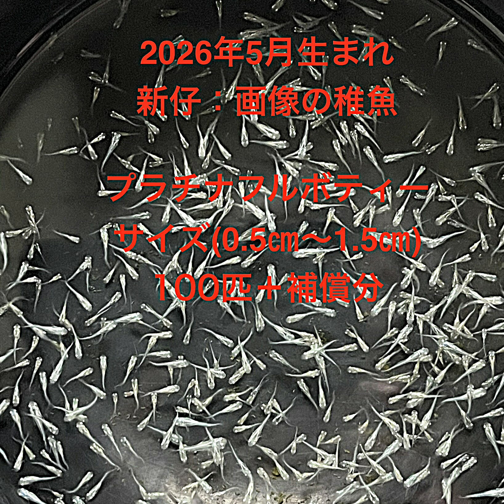B1●※メダカ稚魚初出荷※●2026年5月孵化●極上：体外光系★画像の稚魚【プラチナフルボディー：100匹＋補償分】サイズ(0.5cm～1.5cm）在庫がなくなり次第終了致します。※●自店舗で生産している画像2のプラチナフルボディーの稚魚を発送致します。●※スマホでご覧の方は画像左下の動画をタッチしてください稚魚の動画が見られます。稚魚ですので補償はありませんが多少多く入れて発送いたします。●※輸送のストレスを緩和するためグリンウオーター(クロレラ水）の飼育水に入れて発送いたします、グリンウオーター(クロレラ水）は稚魚にとって最強の飼育水です。このグリンウオーター(クロレラ水）を必要な方は別途販売しておりますので検索宜しくお願い致します。●※稚魚の補償はありませんのでご了承の上ご注文宜しくお願い致します。 当店ではオリジナル針仔用にて育てております、当店自慢のオリジナル飼育用餌になります。（別途針仔用、稚魚用餌、成魚用餌もご用意しております是非ご利用ください）●●※12:00までの注文で翌日お届け※●●【商品説明】極上の体外光系メダカ稚魚「プラチナフルボディー」は、2026年5月に孵化した個体です。サイズは0.5cmから1.5cmで、100匹に補償分が付いています。美しいプラチナの輝きを持つこの稚魚たちは、観賞用としても最適です。ご注文確定後、3日前後での発送となりますので、迅速にお手元にお届けします。水槽に新たな生命を迎え入れ、華やかな水景をお楽しみください。※電話でのご注文・ご予約・ご相談も受けております(080-6708-6627）