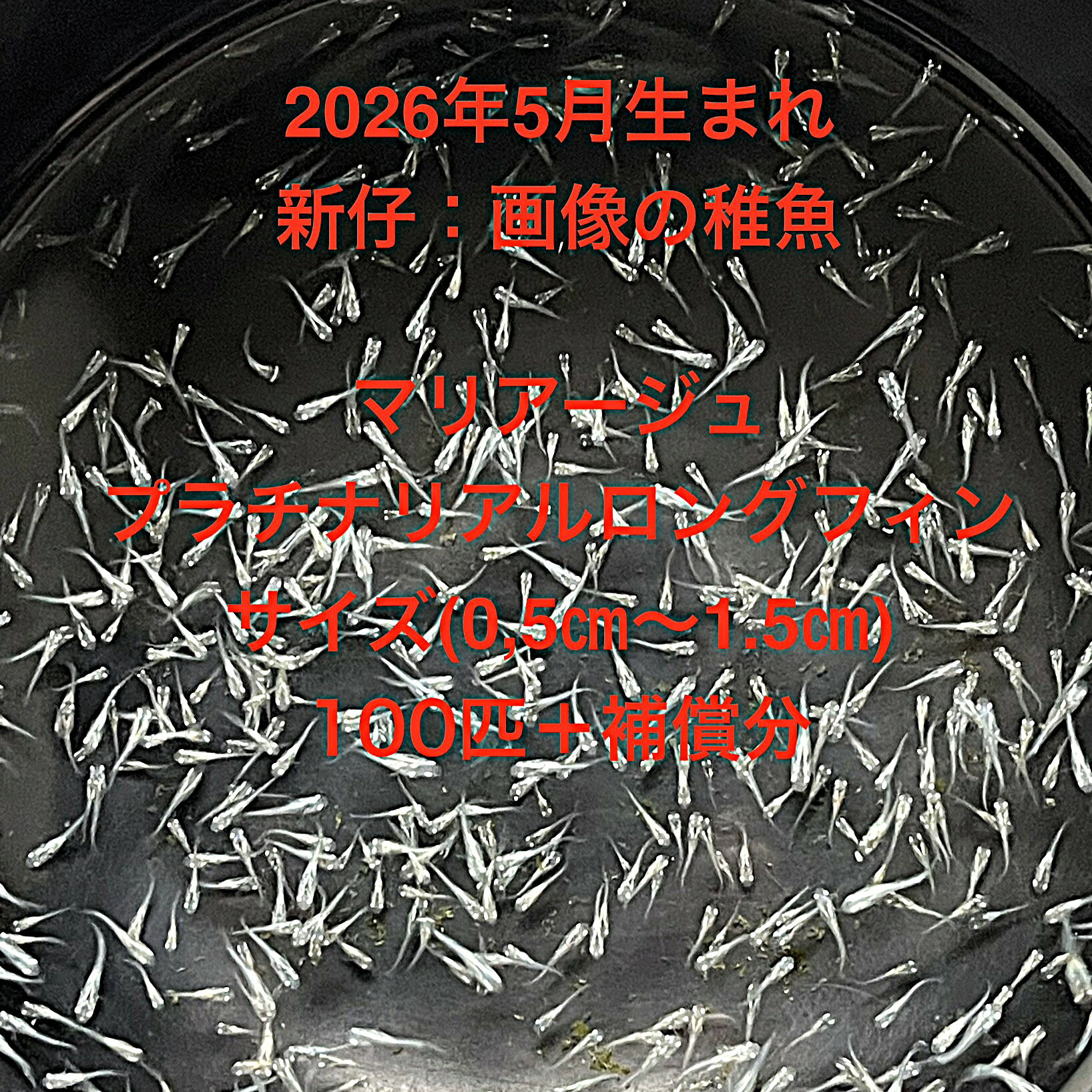 商品画像2
