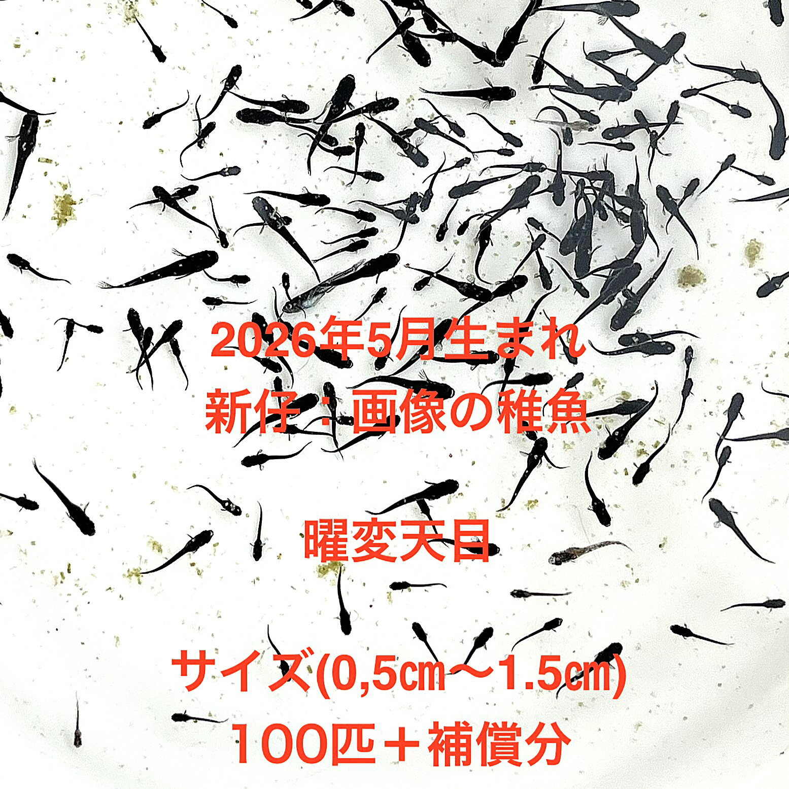 Rakuten - W1●※メダカ稚魚初出荷※●2026年5月孵化●極上：極黒★画像の稚魚【曜変天目：100匹＋補償分】サイズ(0.5cm～1.5cm）●※ご注文確定後3日前後での発送になります※●