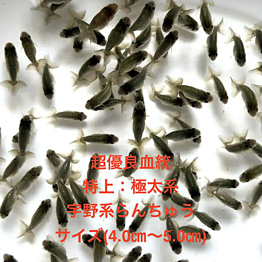 楽天市場】黒らんちゅう ランチュウの通販