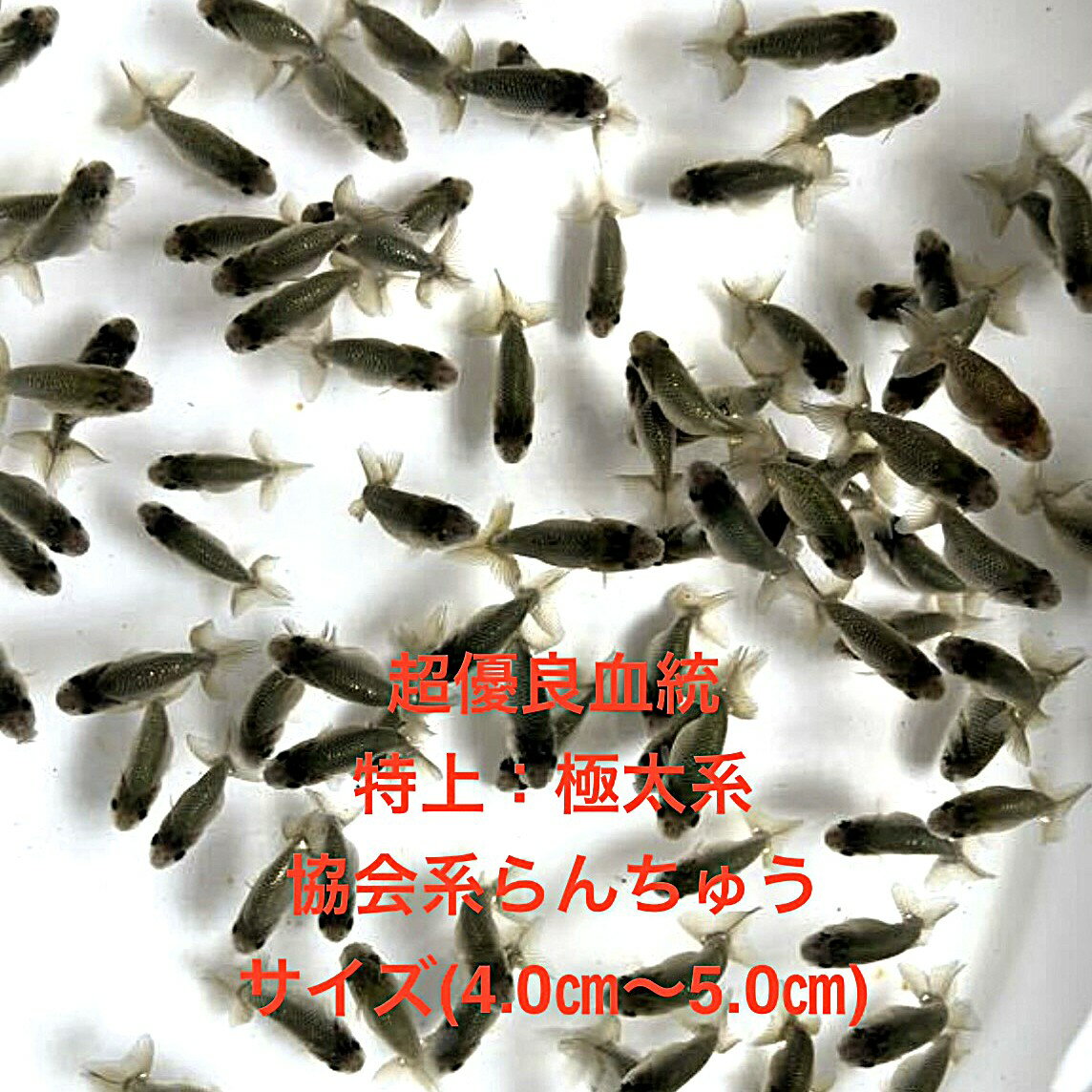 楽天市場】らんちゅう 当歳の通販