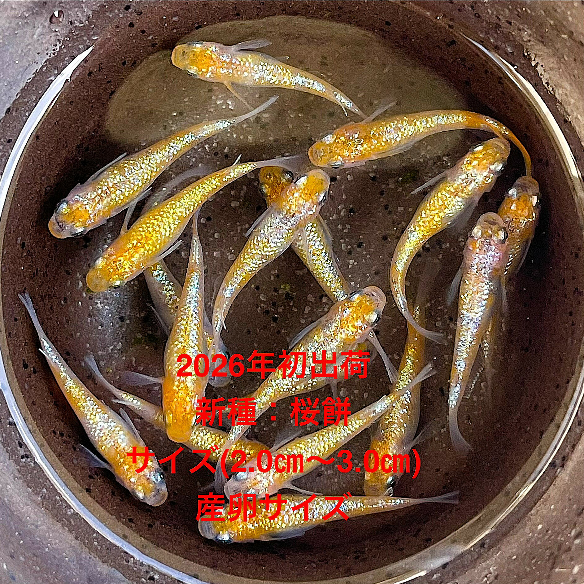 ●※めだか2026年初出荷※●最新世代★極上固体★三色ラメ系★種親クラス★産卵サイズ★【桜餅：3ペアセット】サイズ(2,0cm～3,0cm)・在庫が無くなり次第終了致します。●※スマホでご覧の方は画像左下の動画をタッチしてください画像の動画が見られます。※●三色ラメ系桜餅の個体になります。●野外常温で飼育しておりますので野外でも安心して育てられると思います。※万全を期して発送致しますが、商品が生き物という性質上、輸送中に暴れる事もございます。スレ傷、充血、脱鱗、鰭の裂け等ある場合もございますのでご理解のほどよろしくお願いいたします。生き物という性質上、健康状態不良と判断した場合お取引を取り消しさせていただく場合がございます。【輸送のストレスを緩和するため飼育水での発送となります】●※到着時の損傷や死着があっても補償はありませんのでご了承の上ご注文宜しくお願い致します。●●お手になされた方はご満足いただけるメダカだと思います。日光ををたっぷりと浴びた環境でのびのびと育った、丈夫で綺麗な個体になります。メダカには保護色機能があり、飼育容器や環境により体色が多少変化致します。体型やサイズ判断は当店独自基準となります。雌雄はお入れいたしますので雌雄の指定はご遠慮ください。。すぐに与えられる顆粒状の飼育用餌を多少ですがお付けいたします。当店ではすべてこの飼育用餌にて育てております、当店自慢のオリジナル飼育用餌になります。（別途針仔用、稚魚用餌、成魚用餌もご用意しております是非ご利用ください）●●※12:00までの注文で翌日お届け※●●【商品説明】最新世代の三色ラメ系めだか「桜餅」は、極上の固体として種親クラスの品質を誇ります。この3ペアセットは、産卵サイズに達しており、繁殖をお考えの方に最適です。美しいラメの輝きが特徴で、観賞用としても非常に魅力的です。2026年初出荷の新しい命を、ぜひご家庭でお楽しみください。※電話でのご注文・ご予約・ご相談も受けております(080-6708-6627）
