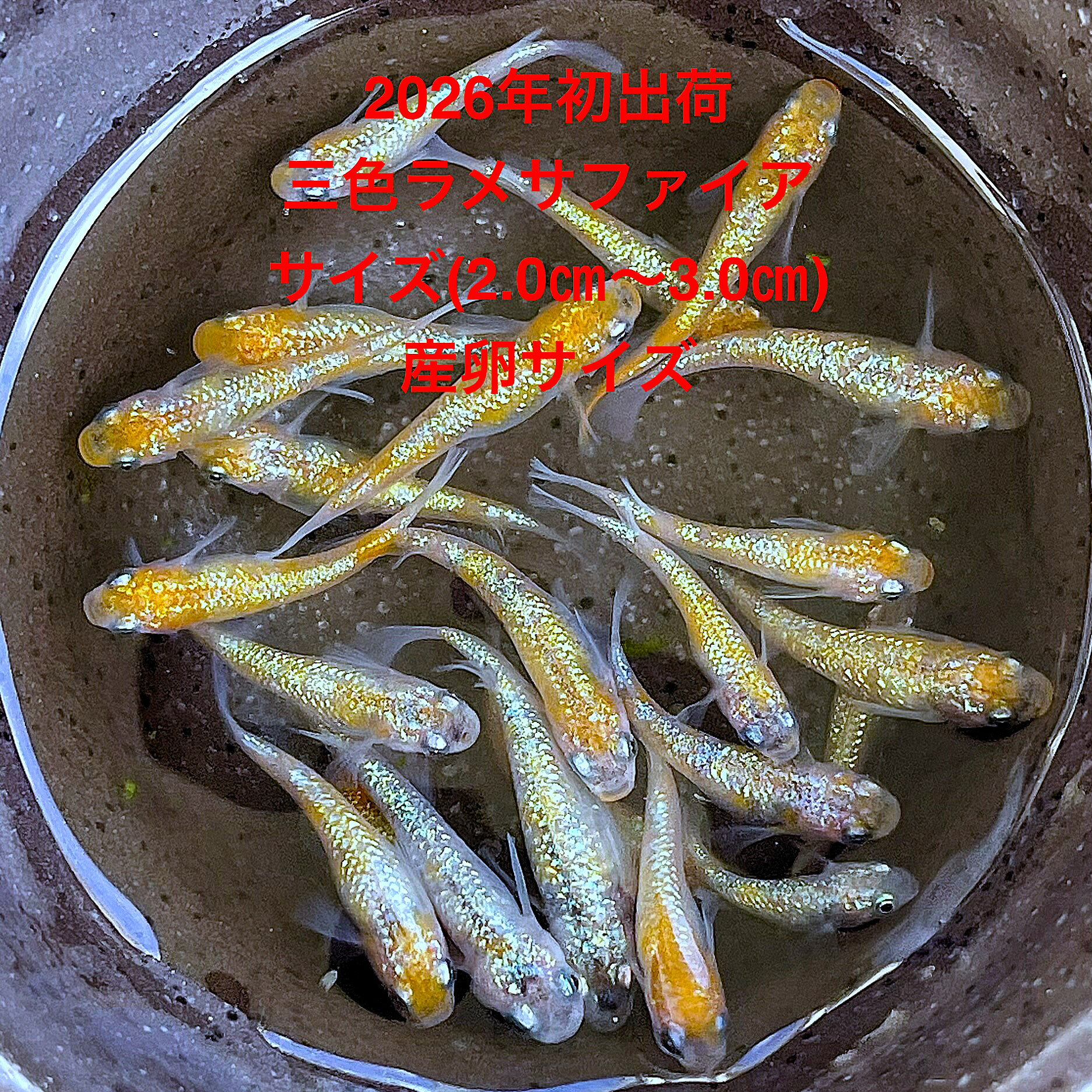 乐天商城 - ●※めだか2026年初出荷※●最新世代★極上固体★三色ラメ系★サファイア系★種親クラス★産卵サイズ★【三色ラメサファイア：3ペアセット】サイズ(2,0cm～3,0cm)・●●※12:00までの注文で翌日お届け※●●