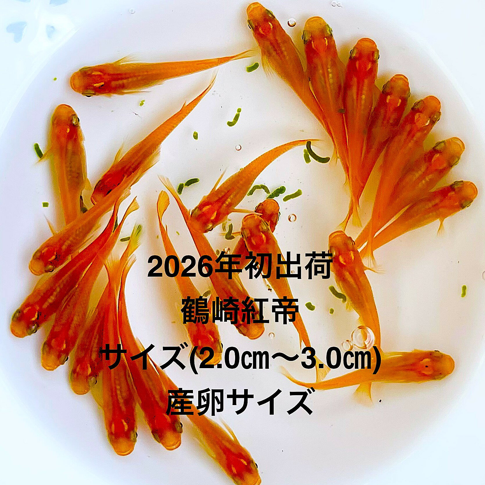●※めだか2026年初出荷※●最新世代★極上固体★レッド系★種親クラス★産卵サイズ★【新種：鶴崎紅帝：3ペアセット】サイズ(2,0cm～3,0cm)・在庫が無くなり次第終了致します。●※スマホでご覧の方は画像左下の動画をタッチしてください画像の動画が見られます。※●レッド系鶴崎紅帝の個体になります。●野外常温で飼育しておりますので野外でも安心して育てられると思います。※万全を期して発送致しますが、商品が生き物という性質上、輸送中に暴れる事もございます。スレ傷、充血、脱鱗、鰭の裂け等ある場合もございますのでご理解のほどよろしくお願いいたします。生き物という性質上、健康状態不良と判断した場合お取引を取り消しさせていただく場合がございます。【輸送のストレスを緩和するため飼育水での発送となります】●※到着時の損傷や死着があっても補償はありませんのでご了承の上ご注文宜しくお願い致します。●●お手になされた方はご満足いただけるメダカだと思います。日光ををたっぷりと浴びた環境でのびのびと育った、丈夫で綺麗な個体になります。メダカには保護色機能があり、飼育容器や環境により体色が多少変化致します。体型やサイズ判断は当店独自基準となります。雌雄はお入れいたしますので雌雄の指定はご遠慮ください。。すぐに与えられる顆粒状の飼育用餌を多少ですがお付けいたします。当店ではすべてこの飼育用餌にて育てております、当店自慢のオリジナル飼育用餌になります。（別途針仔用、稚魚用餌、成魚用餌もご用意しております是非ご利用ください）●●※12:00までの注文で翌日お届け※●●【商品説明】2026年初出荷の「鶴崎紅帝」は、最新世代の極上固体として注目されています。このレッド系のめだかは、種親クラスの品質を誇り、産卵サイズに達しています。3ペアセットで提供されるため、繁殖を考えている方に最適です。美しい赤色が特徴で、観賞用としても非常に魅力的です。新たなめだかの世界を楽しむために、ぜひこの機会にお求めください。※電話でのご注文・ご予約・ご相談も受けております(080-6708-6627）