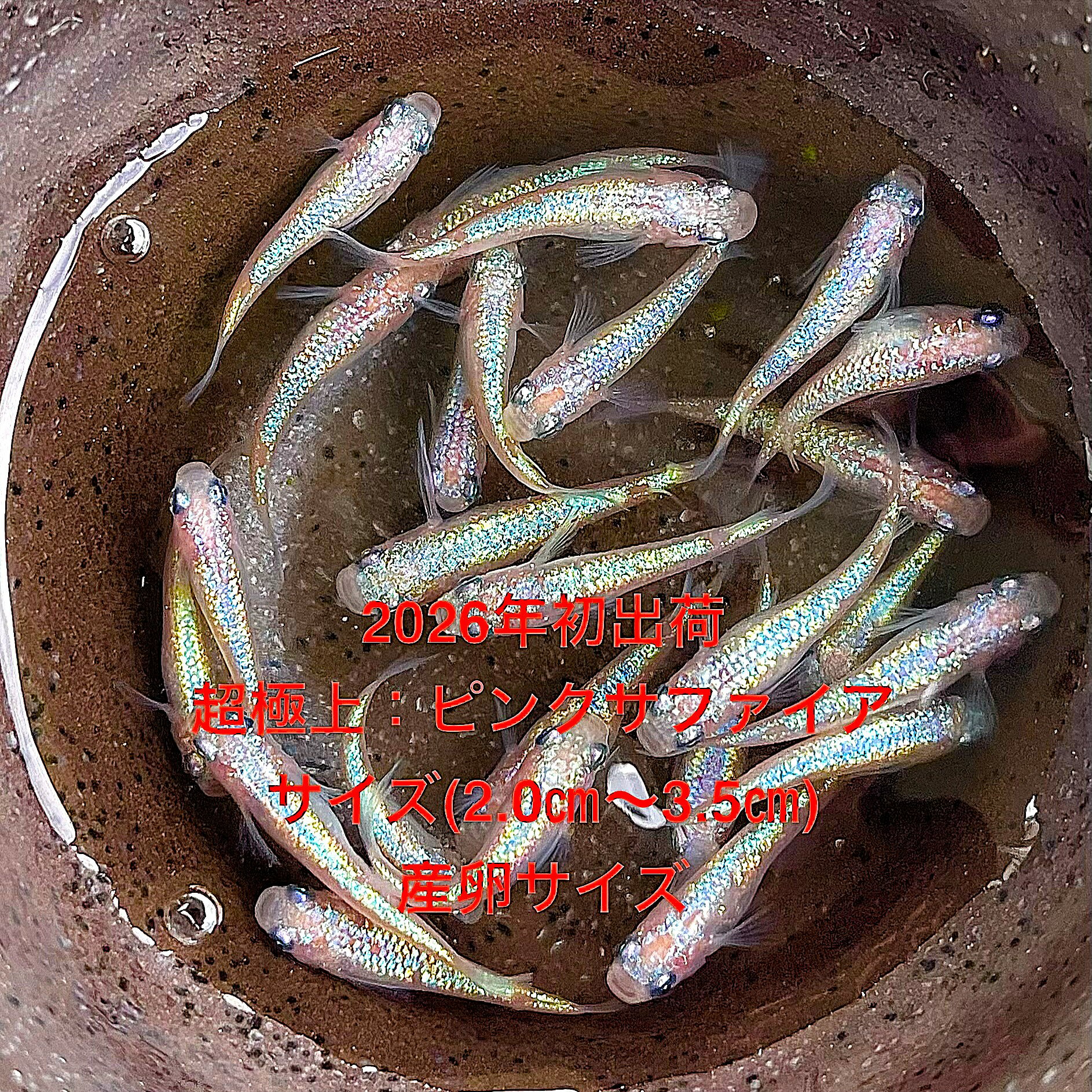 楽天市場】個体（観賞魚｜熱帯魚・アクアリウム）：ペット・ペット