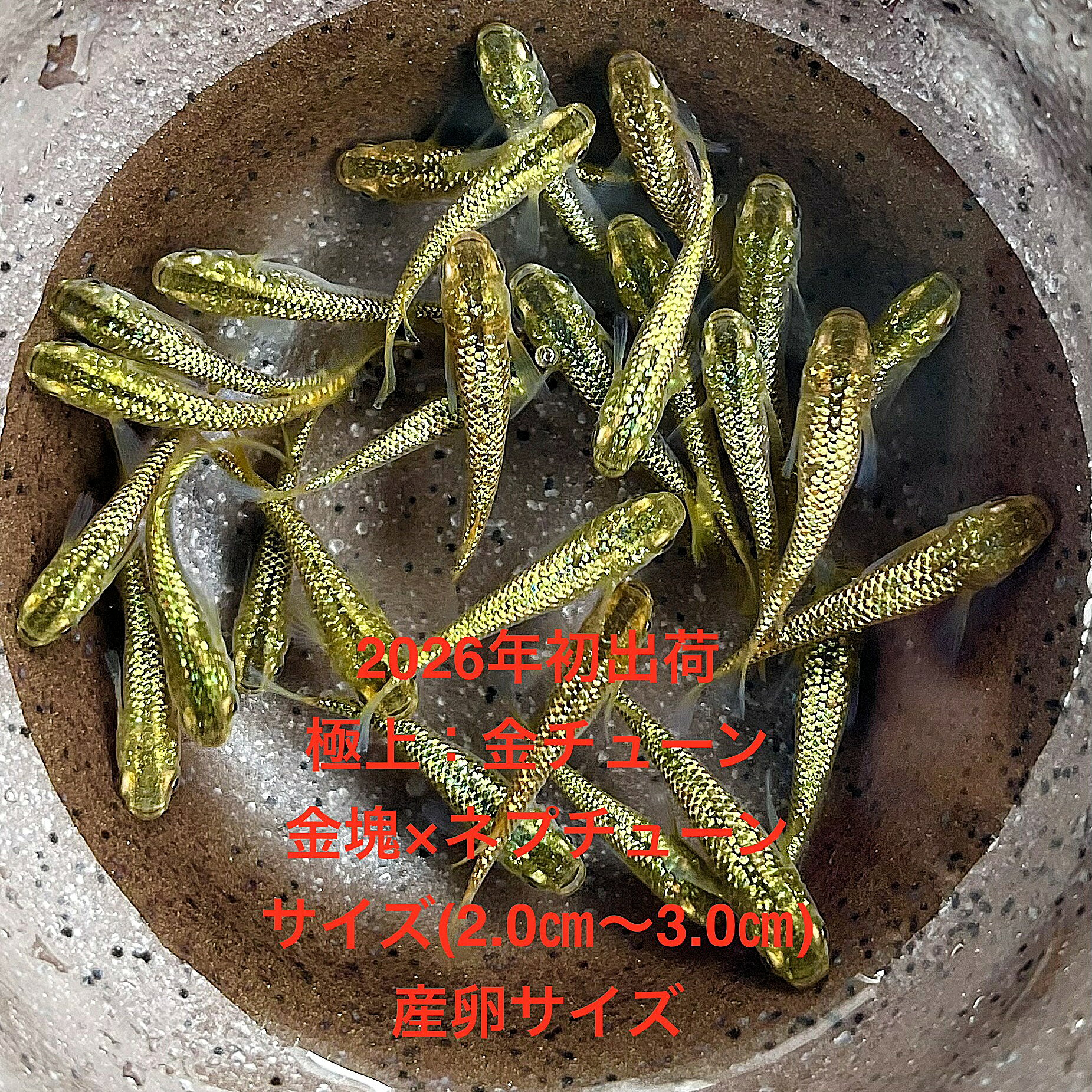 ●※めだか2026年初出荷※●最新世代★新品種★新系統★極上固体★ゴールド系★種親クラス★金塊×ネプチューン★【金チューン：5ペアセット】サイズML(2,0cm～3,0cm)・●●※12:00までの注文で翌日お届け※●●