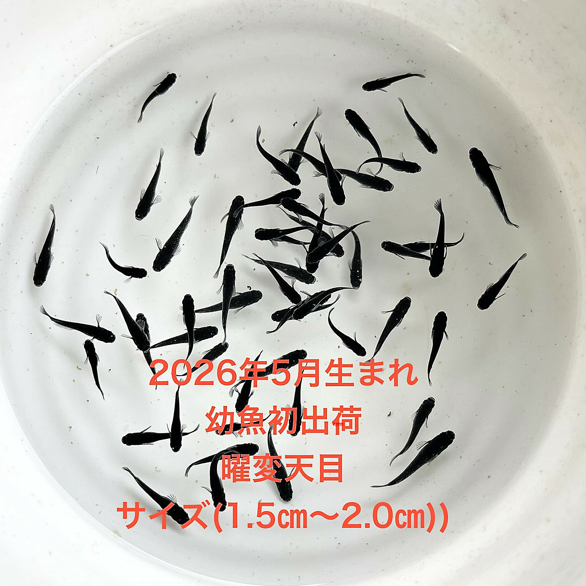 F1●※メダカ幼魚初出荷※●2026年4月孵化●極上：極黒★画像2の親から生まれた幼魚★【曜変天目：20匹＋補償分】サイズ(1.5cm～2.0cm）●※ご注文確定後3日前後での発送になります※●