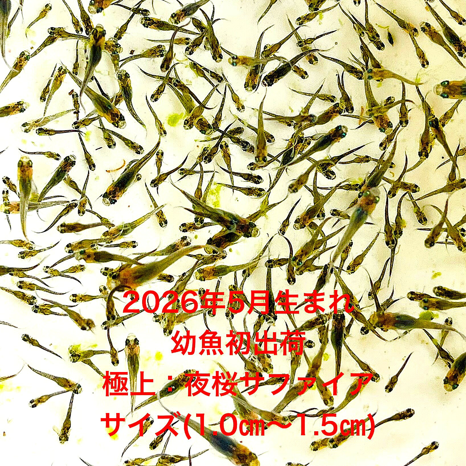 ●※メダカ幼魚初出荷※●2026年5月孵化★極上個体★極上：多色ラメ★画像2の親から生まれた幼魚★【夜桜サファイア：20匹＋補償分】サイズML(1,0cm〜1.5cm)。・在庫がなくなり次第終了致します。●※スマホでご覧の方は画像左下の動画をタップしてください幼魚の動画が見られます。※●画像2の親から生まれた幼魚になります。●野外常温で飼育しておりますので野外でも安心して育てられると思います。※万全を期して発送致しますが、商品が生き物という性質上、輸送中に暴れる事もございます。スレ傷、充血、脱鱗、鰭の裂け等ある場合もございますのでご理解のほどよろしくお願いいたします。生き物という性質上、健康状態不良と判断した場合お取引を取り消しさせていただく場合がございます。【輸送のストレスを緩和するため飼育水での発送となります】●※到着時の損傷や死着があっても補償はありませんのでご了承の上ご注文宜しくお願い致します。 ●●お手になされた方はご満足いただけるメダカだと思います。日光をたっぷりと浴びた環境でのびのびと育った、丈夫で綺麗な個体を選別した親種から生まれた個体になります。メダカには保護色機能があり、飼育容器や環境により体色が多少変化致します。体型やサイズ判断は当店独自基準となります。すぐに与えられる顆粒状の飼育用餌を多少ですがお付けいたします。当店ではすべてこの飼育用餌にて育てております、当店自慢のオリジナル飼育用餌になります。（別途針仔用、稚魚用餌、成魚用餌もご用意しております是非ご利用ください）●●※12:00までの注文で翌日お届け※●●【商品説明】2026年5月に孵化したばかりの「夜桜サファイア」は、極上のブルーラメが特徴です。これらの幼魚は、1.0cmから1.5cmのサイズで、初めての出荷となります。ブルーのラメがキラキラと輝き、水槽を華やかに彩ります。20匹に補償分もついてくるので、安心してお迎えいただけます。新しい系統の美しさをぜひお楽しみください！※電話でのご注文・ご予約・ご相談も受けております(080-6708-6627）