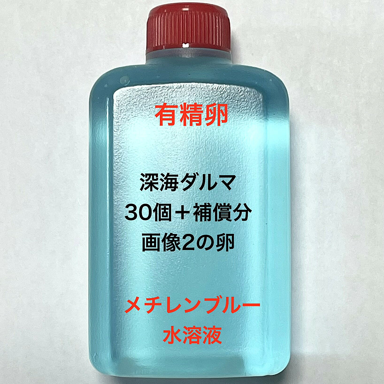 Z※メダカの卵・有精卵初出荷※●体...