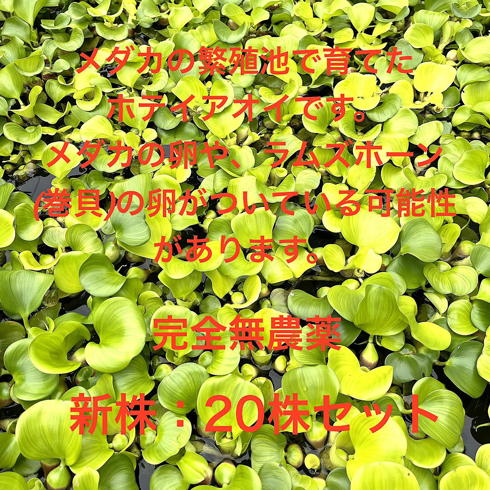 ●※ホテイアオイ：新株※●初出荷★新株★完全無農薬★メダカの産卵に★【新株：20株セット】サイズ(約5cm～15cm）●●※12:00までの注文で翌日お届け※●●
