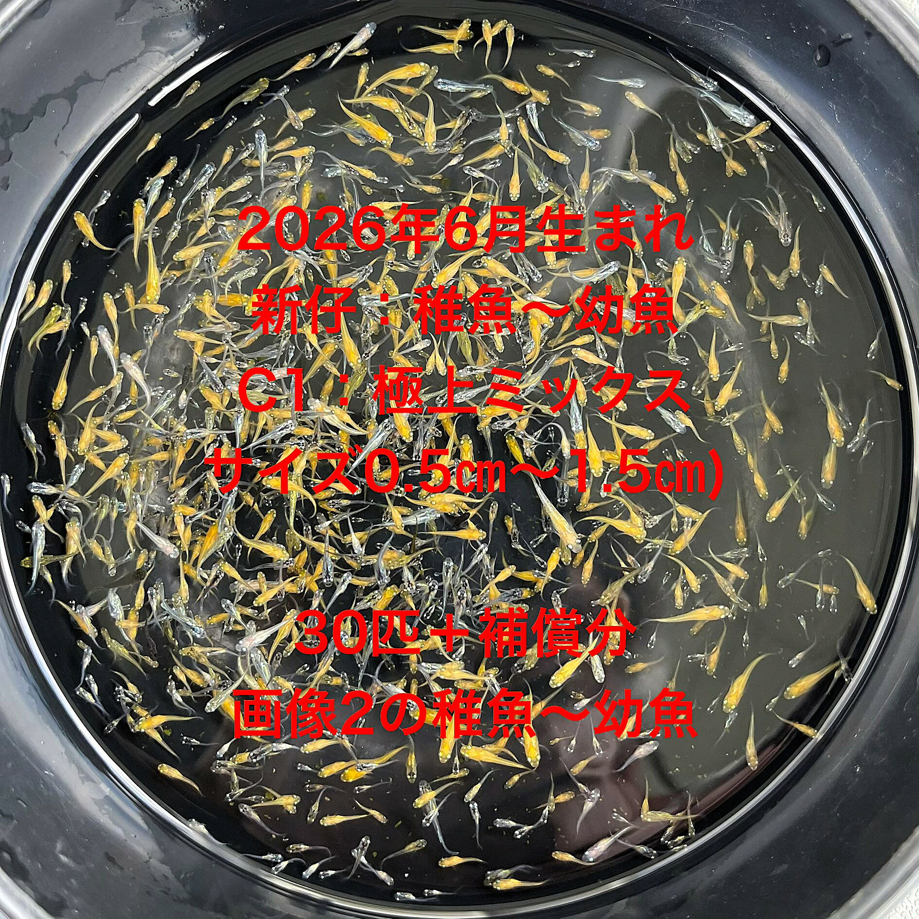 C1●※メダカ稚魚～幼魚初出荷※●2026年6月生まれ●極上ミックス★【画像2のメダカの稚魚～幼魚：30匹＋補償分】サイズ(0.5cm～1.5cm）在庫がなくなり次第終了致します。※●自店舗で生産している画像2のメダカミックスの稚魚～幼魚を発送致します。到着時の死着補償はありませんので多少多く入れて発送いたします。●※輸送のストレスを緩和するためグリンウオーター(クロレラ水）の飼育水に入れて発送いたします、グリンウオーター(クロレラ水）はメダカにとって最強の飼育水です。このグリンウオーター(クロレラ水）を必要な方は別途販売しておりますので検索宜しくお願い致します。●※到着時の補償はありませんのでご了承の上ご注文宜しくお願い致します。 当店ではオリジナル稚魚用飼料にて育てております、当店自慢のオリジナル飼育用飼料になります。（別途針仔用、稚魚用餌、成魚用餌もご用意しております是非ご利用ください）●●※12:00までの注文で翌日お届け※●●【商品説明】2026年6月生まれの「C1 極上ミックス」は、メダカの稚魚から幼魚までを含む特別なセットです。サイズは0.5cmから1.5cmで、30匹に補償分が付いています。これらのメダカは、多様な色合いと模様を持ち、観賞用としても最適です。初心者から愛好家まで、幅広い方々に楽しんでいただける商品です。ご注文確定後、3日前後での発送となりますので、安心してお求めください。※電話でのご注文・ご予約・ご相談も受けております(080-6708-6627）