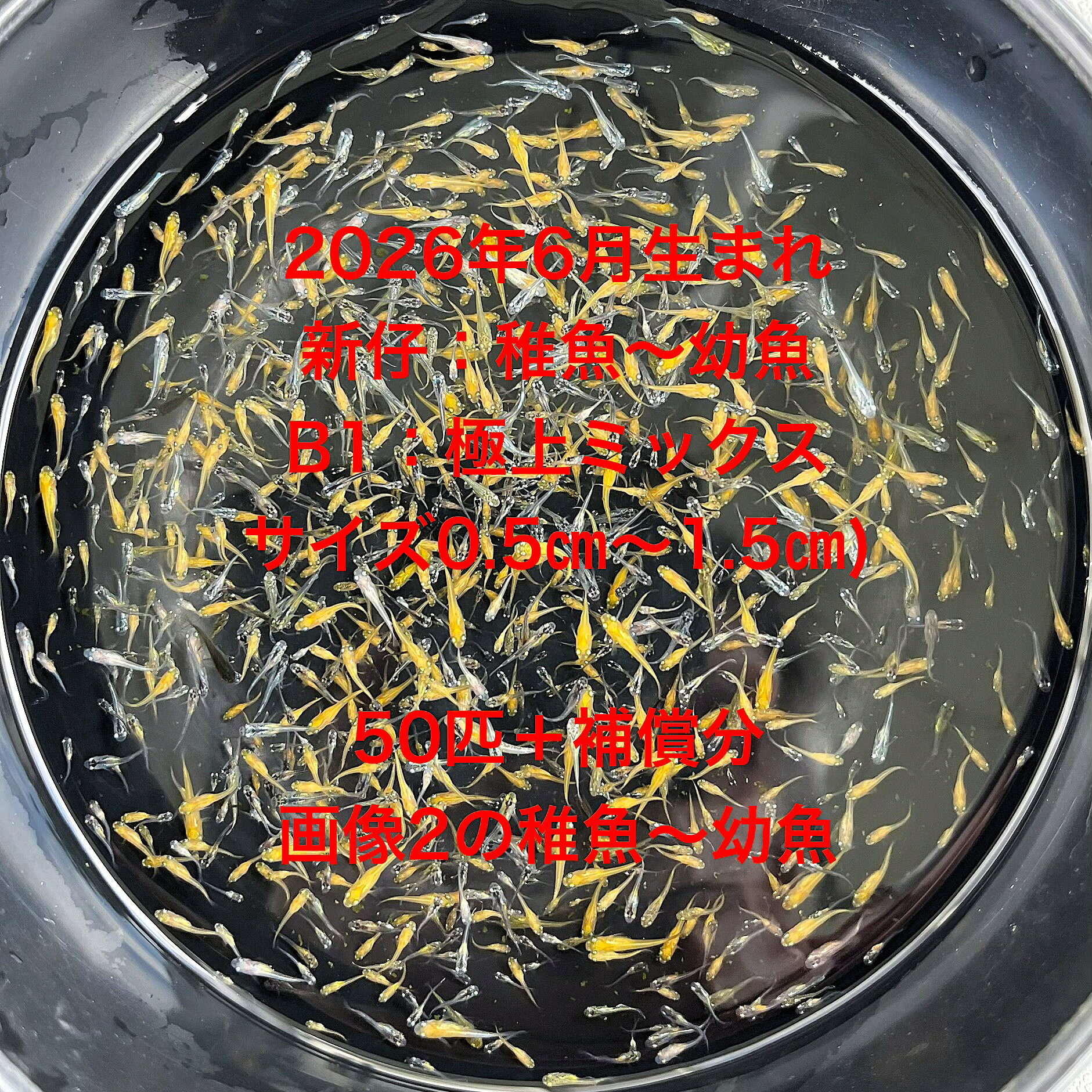 B1●※メダカ稚魚～幼魚初出荷※●2026年6月生まれ●極上ミックス★【画像2のメダカの稚魚～幼魚：50匹＋補償分】サイズ(0.5cm～1.5cm）在庫がなくなり次第終了致します。※●自店舗で生産している画像2のメダカミックスの稚魚～幼魚を発送致します。到着時の死着補償はありませんので多少多く入れて発送いたします。●※輸送のストレスを緩和するためグリンウオーター(クロレラ水）の飼育水に入れて発送いたします、グリンウオーター(クロレラ水）はメダカにとって最強の飼育水です。このグリンウオーター(クロレラ水）を必要な方は別途販売しておりますので検索宜しくお願い致します。●※到着時の補償はありませんのでご了承の上ご注文宜しくお願い致します。 当店ではオリジナル稚魚用飼料にて育てております、当店自慢のオリジナル飼育用飼料になります。（別途針仔用、稚魚用餌、成魚用餌もご用意しております是非ご利用ください）●●※12:00までの注文で翌日お届け※●●【商品説明】2026年6月生まれの「B1 極上ミックス」は、メダカの稚魚から幼魚までを含む特別なセットです。サイズは0.5cmから1.5cmで、50匹に補償分が付いています。これらのメダカは、多様な色合いと模様を持ち、観賞用としても最適です。初心者から愛好家まで、幅広い方々に楽しんでいただける商品です。ご注文確定後、3日前後での発送となりますので、安心してお求めください。※電話でのご注文・ご予約・ご相談も受けております(080-6708-6627）
