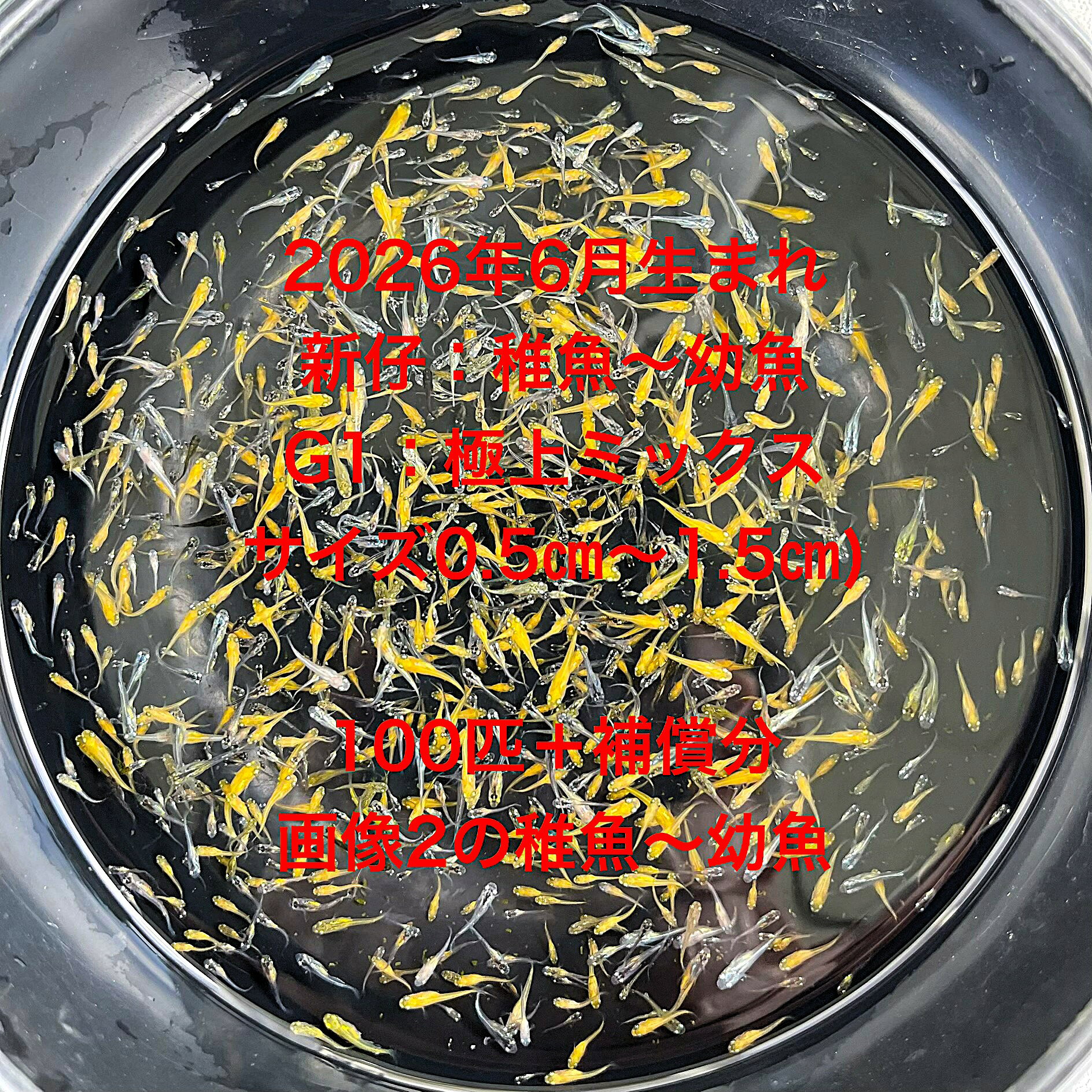 G1●※メダカ稚魚～幼魚初出荷※●2026年6月生まれ●極上ミックス★【画像2のメダカの稚魚～幼魚：100匹＋補償分】サイズ(0.5cm～1.5cm）在庫がなくなり次第終了致します。※●自店舗で生産している画像2のメダカミックスの稚魚～幼魚を発送致します。到着時の死着補償はありませんので多少多く入れて発送いたします。●※輸送のストレスを緩和するためグリンウオーター(クロレラ水）の飼育水に入れて発送いたします、グリンウオーター(クロレラ水）はメダカにとって最強の飼育水です。このグリンウオーター(クロレラ水）を必要な方は別途販売しておりますので検索宜しくお願い致します。●※到着時の補償はありませんのでご了承の上ご注文宜しくお願い致します。 当店ではオリジナル稚魚用飼料にて育てております、当店自慢のオリジナル飼育用飼料になります。（別途針仔用、稚魚用餌、成魚用餌もご用意しております是非ご利用ください）●●※12:00までの注文で翌日お届け※●●【商品説明】2026年6月生まれの「G1 極上ミックス」は、メダカの稚魚から幼魚までを含む特別なセットです。サイズは0.5cmから1.5cmで、100匹に補償分が付いています。これらのメダカは、多様な色合いと模様を持ち、観賞用としても最適です。初心者から愛好家まで、幅広い方々に楽しんでいただける商品です。ご注文確定後、3日前後での発送となりますので、安心してお求めください。※電話でのご注文・ご予約・ご相談も受けております(080-6708-6627）