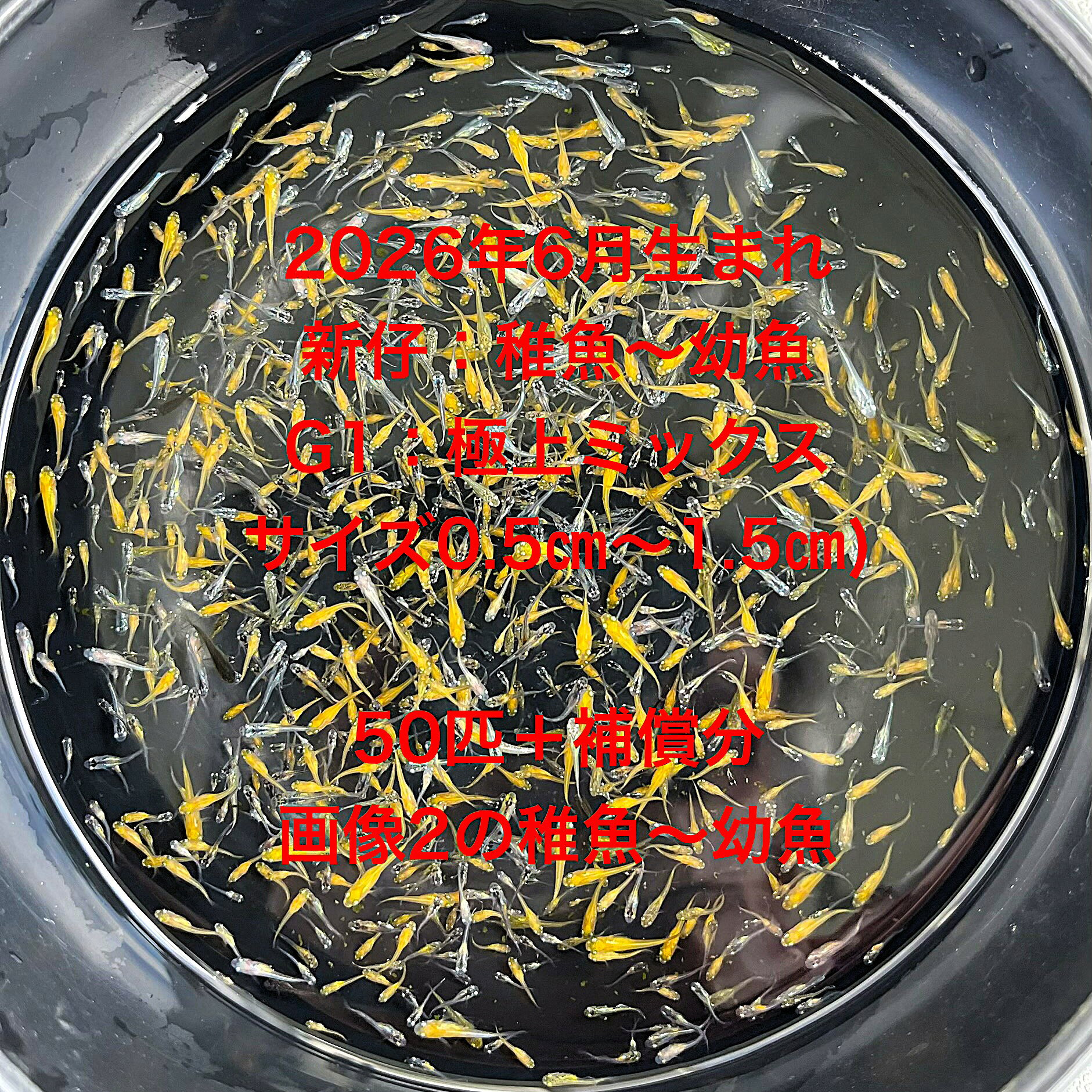 G1●※メダカ稚魚～幼魚初出荷※●2026年6月生まれ●極上ミックス★【画像2のメダカの稚魚～幼魚：50匹＋補償分】サイズ(0.5cm～1.5cm）●※ご注文確定後3日前後での発送になります※●