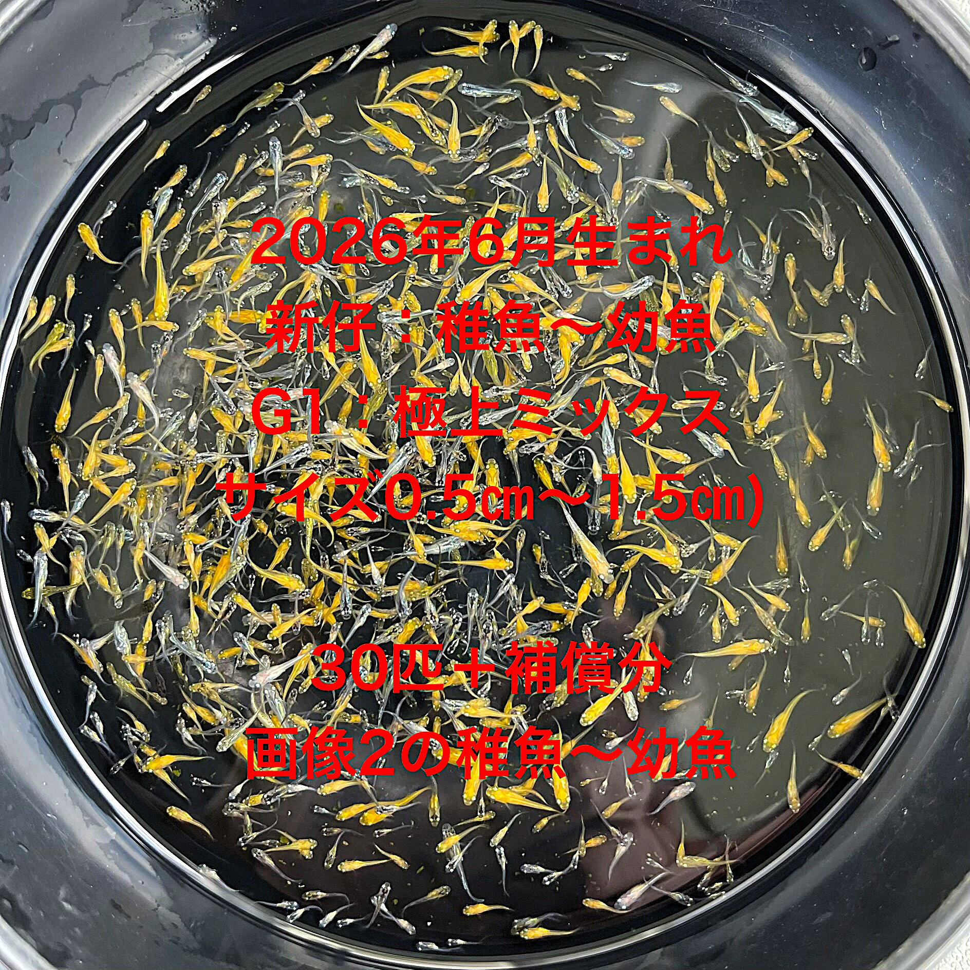 G1●※メダカ稚魚～幼魚初出荷※●2026年6月生まれ●極上ミックス★【画像2のメダカの稚魚～幼魚：30匹＋補償分】サイズ(0.5cm～1.5cm）●※ご注文確定後3日前後での発送になります※●
