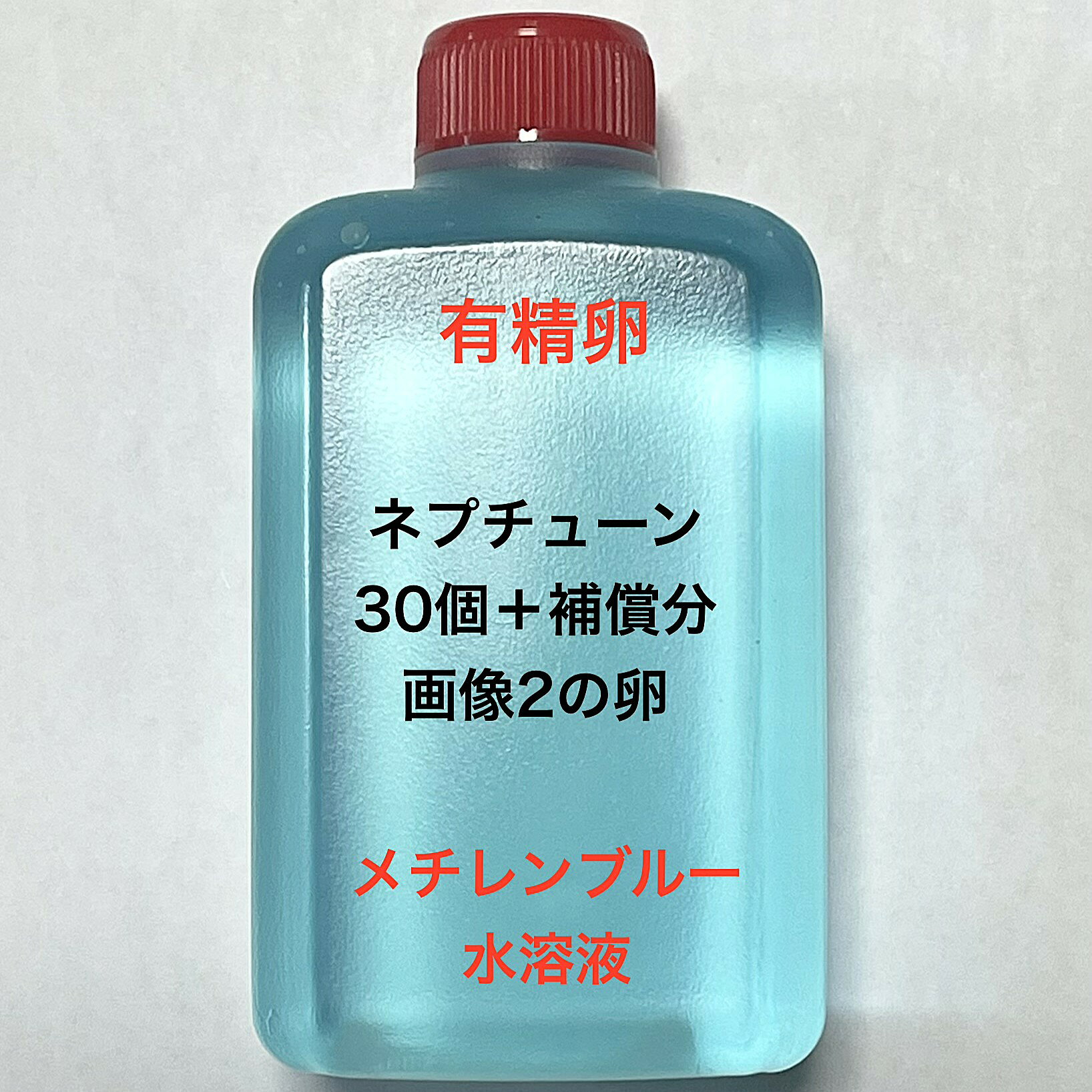 U●※メダカの卵・有精卵初出荷※●ネプチューン★画像2のメダカの卵【ネプチューン有精卵：30個＋補償分】●※ご注文確定後3日前後での発送になります※●