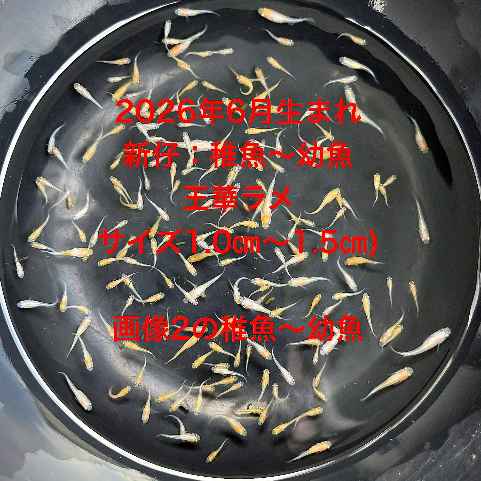 L1●※メダカ稚魚～幼魚初出荷※●2026年6月生まれ●スーパー王華ラメ★【スーパー王華ラメ稚魚～幼魚：30匹＋補償分】サイズ(1.0cm～1.5cm）●●※12:00までの注文で翌日お届け※●●
