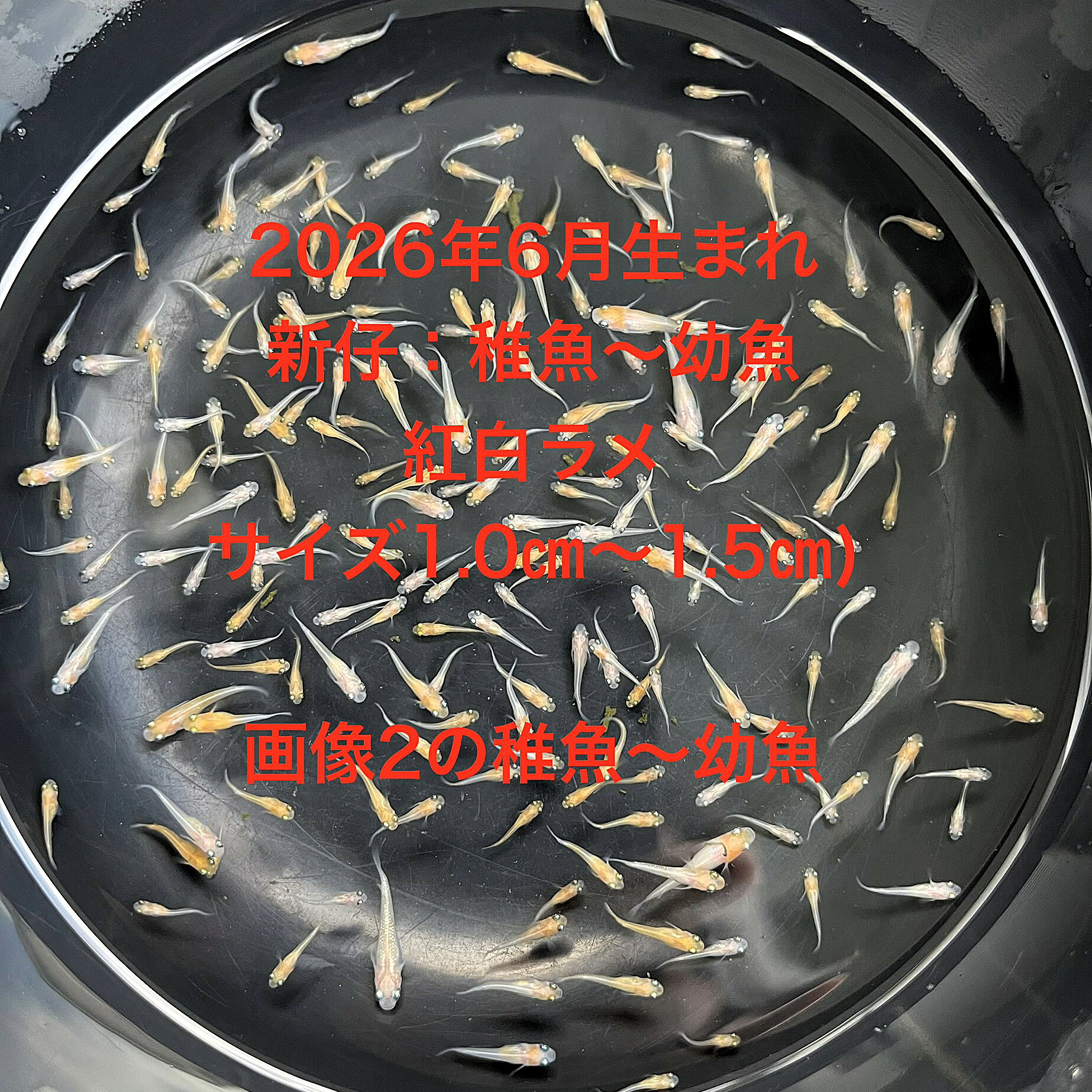 A1●※メダカ稚魚～幼魚初出荷※●2026年6月生まれ●紅白ラメ★【紅白ラメ稚魚～幼魚：50匹＋補償分】サイズ(1.0cm～1.5cm）●●※12:00までの注文で翌日お届け※●●