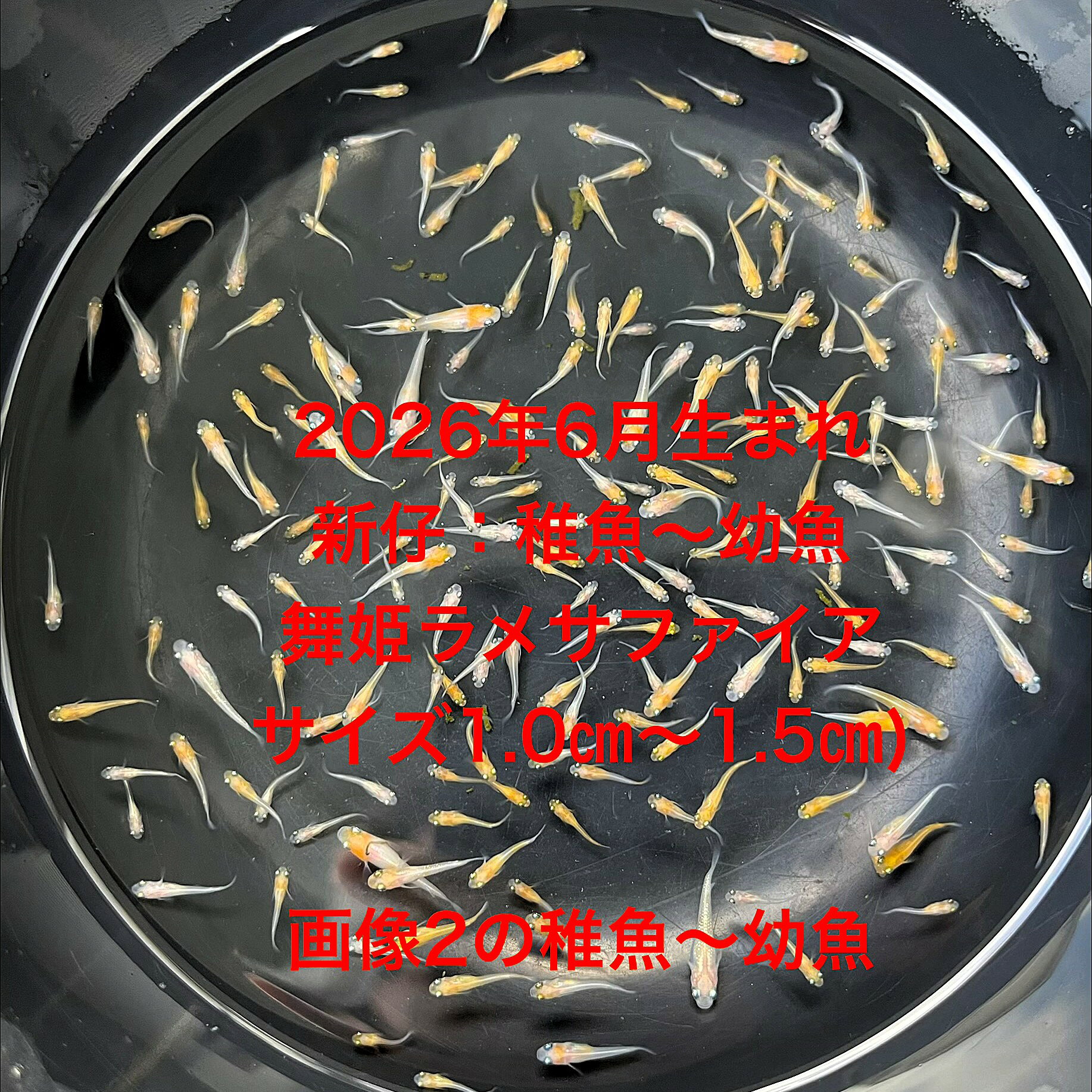 K1●※メダカ稚魚～幼魚初出荷※●2026年6月生まれ●舞姫ラメサファイア★【舞姫ラメサファイア稚魚～幼魚：50匹＋補償分】サイズ(1.0cm～1.5cm）在庫がなくなり次第終了致します。※●自店舗で生産している画像2の舞姫ラメサファイアの稚魚～幼魚を発送致します。到着時の死着補償はありませんので多少多く入れて発送いたします。●※輸送のストレスを緩和するためグリンウオーター(クロレラ水）の飼育水に入れて発送いたします、グリンウオーター(クロレラ水）はメダカにとって最強の飼育水です。このグリンウオーター(クロレラ水）を必要な方は別途販売しておりますので検索宜しくお願い致します。●※到着時の補償はありませんのでご了承の上ご注文宜しくお願い致します。 当店ではオリジナル稚魚用飼料にて育てております、当店自慢のオリジナル飼育用飼料になります。（別途針仔用、稚魚用餌、成魚用餌もご用意しております是非ご利用ください）●●※12:00までの注文で翌日お届け※●●【商品説明】舞姫ラメサファイアの稚魚から幼魚までのセットは、2026年6月に生まれたメダカをお届けします。サイズは1.0cmから1.5cmで、50匹に補償分が含まれています。この美しいラメサファイアは、観賞用として最適で、水槽に華やかさを加えます。初心者から愛好家まで、幅広い方に楽しんでいただける商品です。※電話でのご注文・ご予約・ご相談も受けております(080-6708-6627）