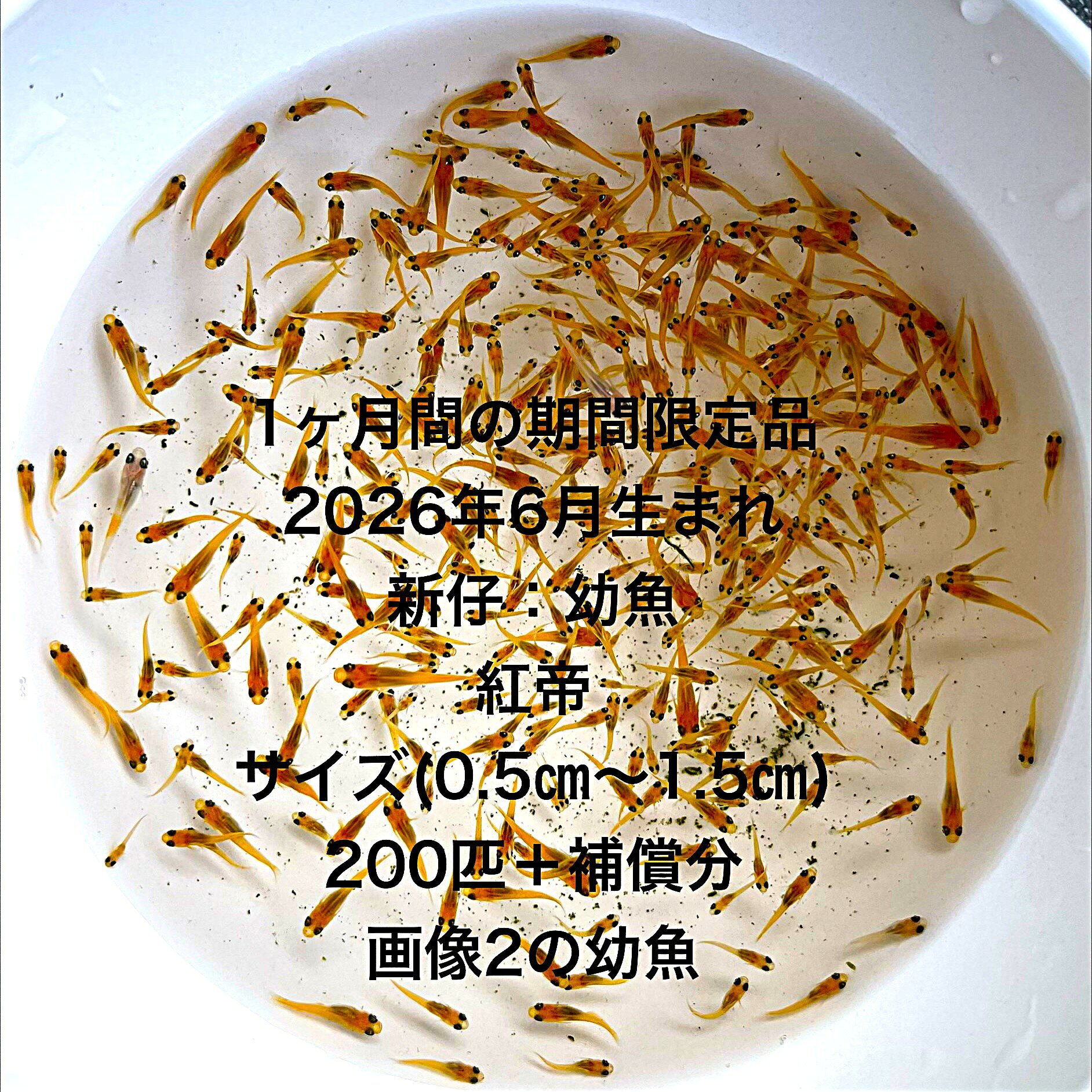 D1※●1ヶ月間の期間限定品●メダカ幼魚初出荷●2026年6月生まれ●極赤★【紅帝：幼魚：200匹＋補償分】サイズ(0.5cm～1.5cm）●●※12:00までの注文で翌日お届け※●●