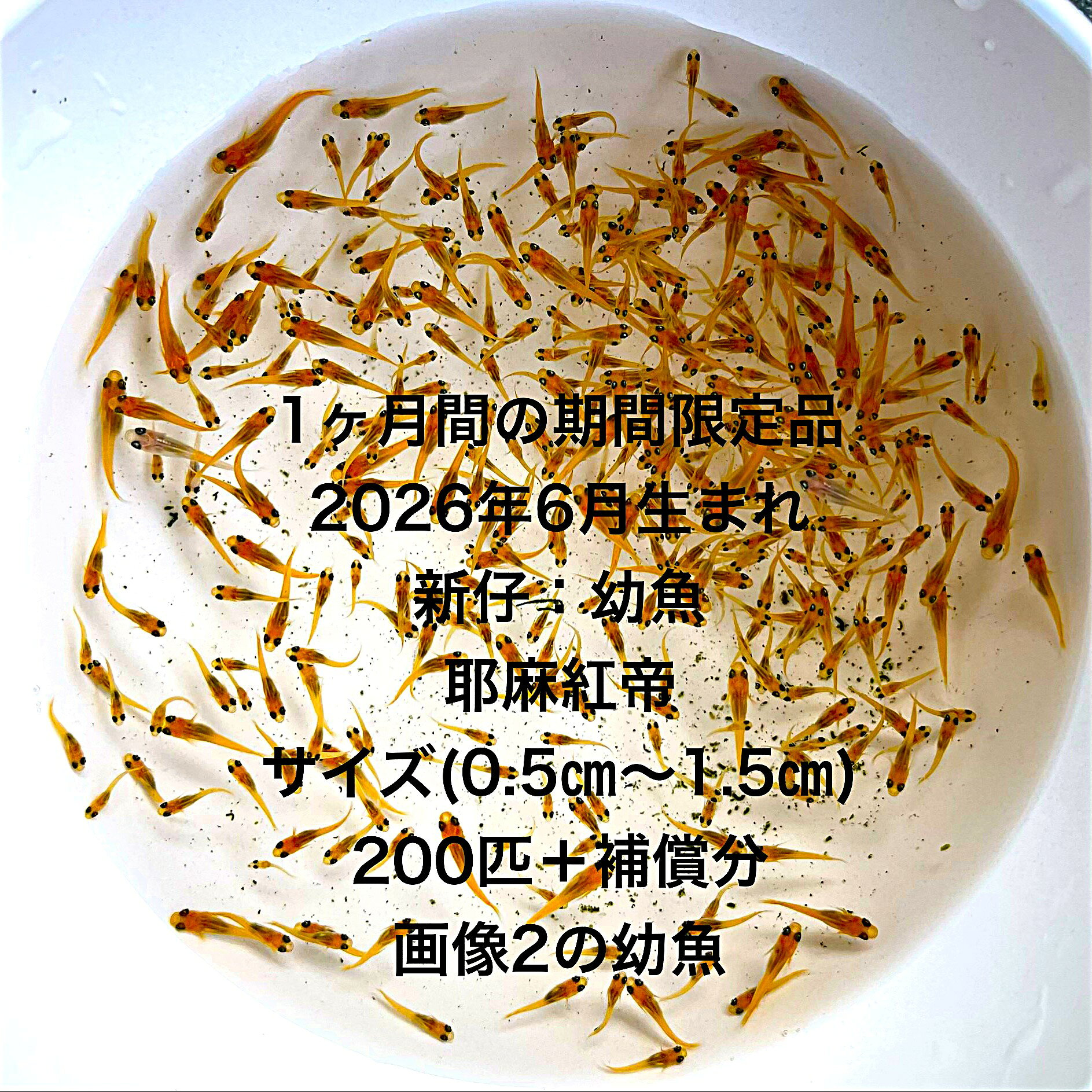 S1※●1ヶ月間の期間限定品●メダカ幼魚初出荷●2026年6月生まれ●極赤★【耶麻紅帝：幼魚：200匹＋補償分】サイズ(0.5cm～1.5cm）●●※12:00までの注文で翌日お届け※●●
