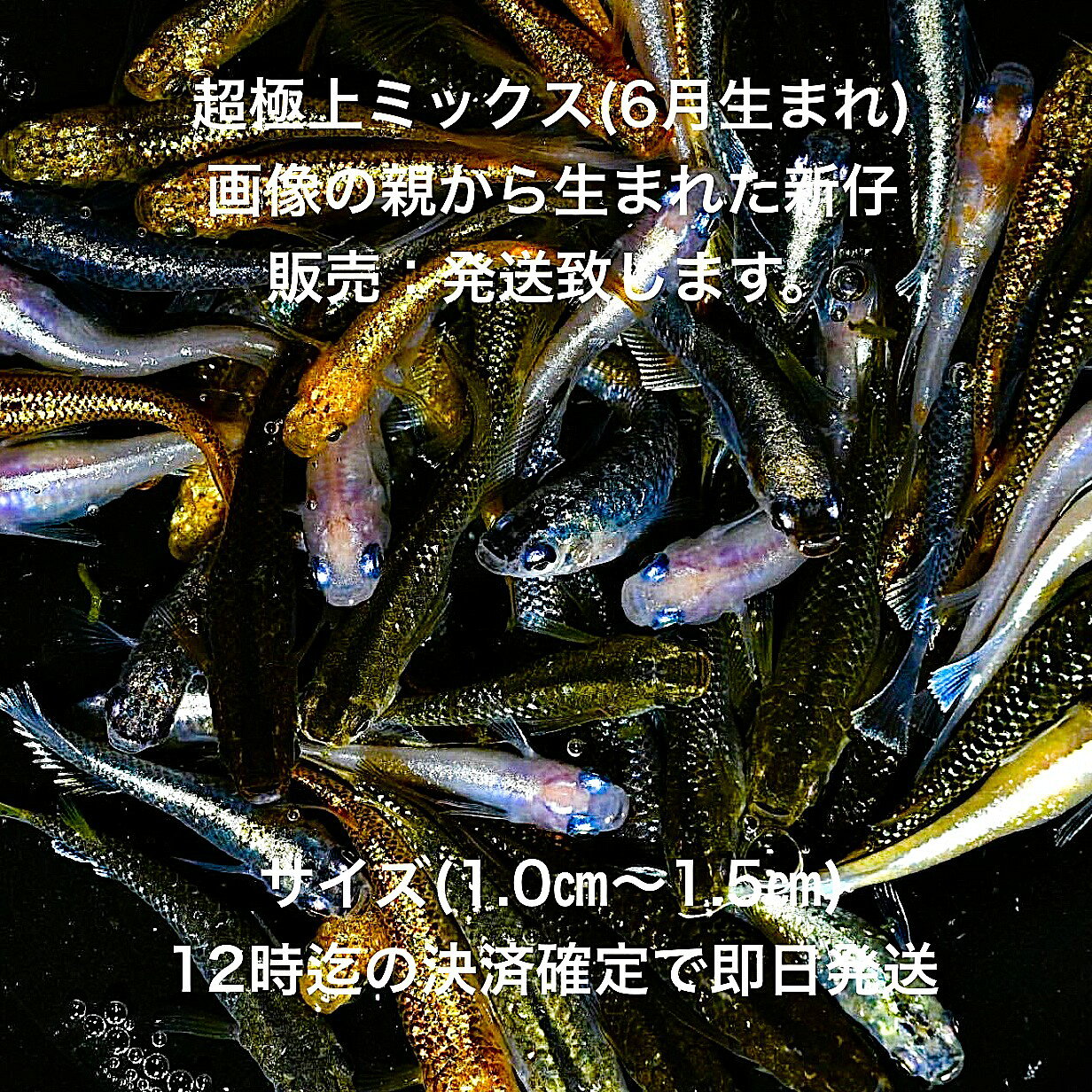 L1●めだか※今期最終出荷※●画像の親から生まれたミックス・稚魚～幼魚販売●7月孵化●...