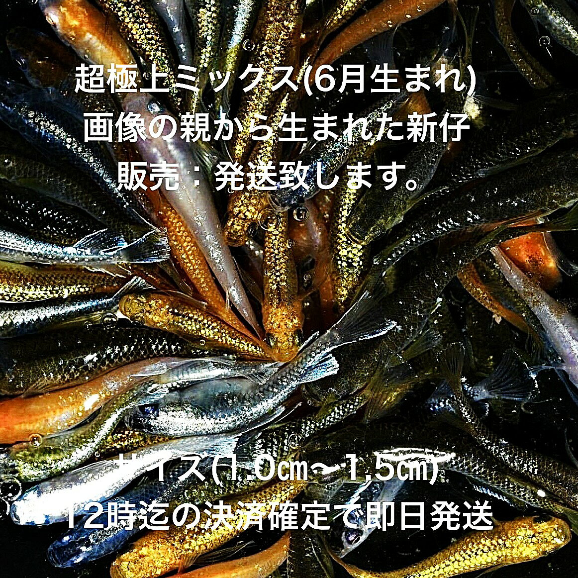 JK1●※メダカ新仔初出荷※●2026年6月生まれ●超極上ミックス★【画像のメダカの新仔：100匹＋補償分】サイズ(1.0cm～1.5cm）在庫がなくなり次第終了致します。※●自店舗で生産している画像の超極上ミックスの新仔を発送致します。到着時の死着補償はありませんので多少多く入れて発送いたします。●※輸送のストレスを緩和するためグリンウオーター(クロレラ水）の飼育水に入れて発送いたします、グリンウオーター(クロレラ水）はメダカにとって最強の飼育水です。このグリンウオーター(クロレラ水）を必要な方は別途販売しておりますので検索宜しくお願い致します。●※到着時の補償はありませんのでご了承の上ご注文宜しくお願い致します。 当店ではオリジナル稚魚用飼料にて育てております、当店自慢のオリジナル飼育用飼料になります。（別途針仔用、稚魚用餌、成魚用餌もご用意しております是非ご利用ください）●●※12:00までの注文で翌日お届け※●●【商品説明】超極上ミックスのメダカ新仔は、2026年6月に生まれたばかりの若いメダカたちです。サイズは1.0cmから1.5cmと小さく、これからの成長が楽しみです。100匹に加え、補償分も含まれており、安心してお求めいただけます。多様な色合いが魅力のこのミックスは、観賞用としても最適です。新しい水槽に彩りを加え、日々の癒しを提供します。※電話でのご注文・ご予約・ご相談も受けております(080-6708-6627）