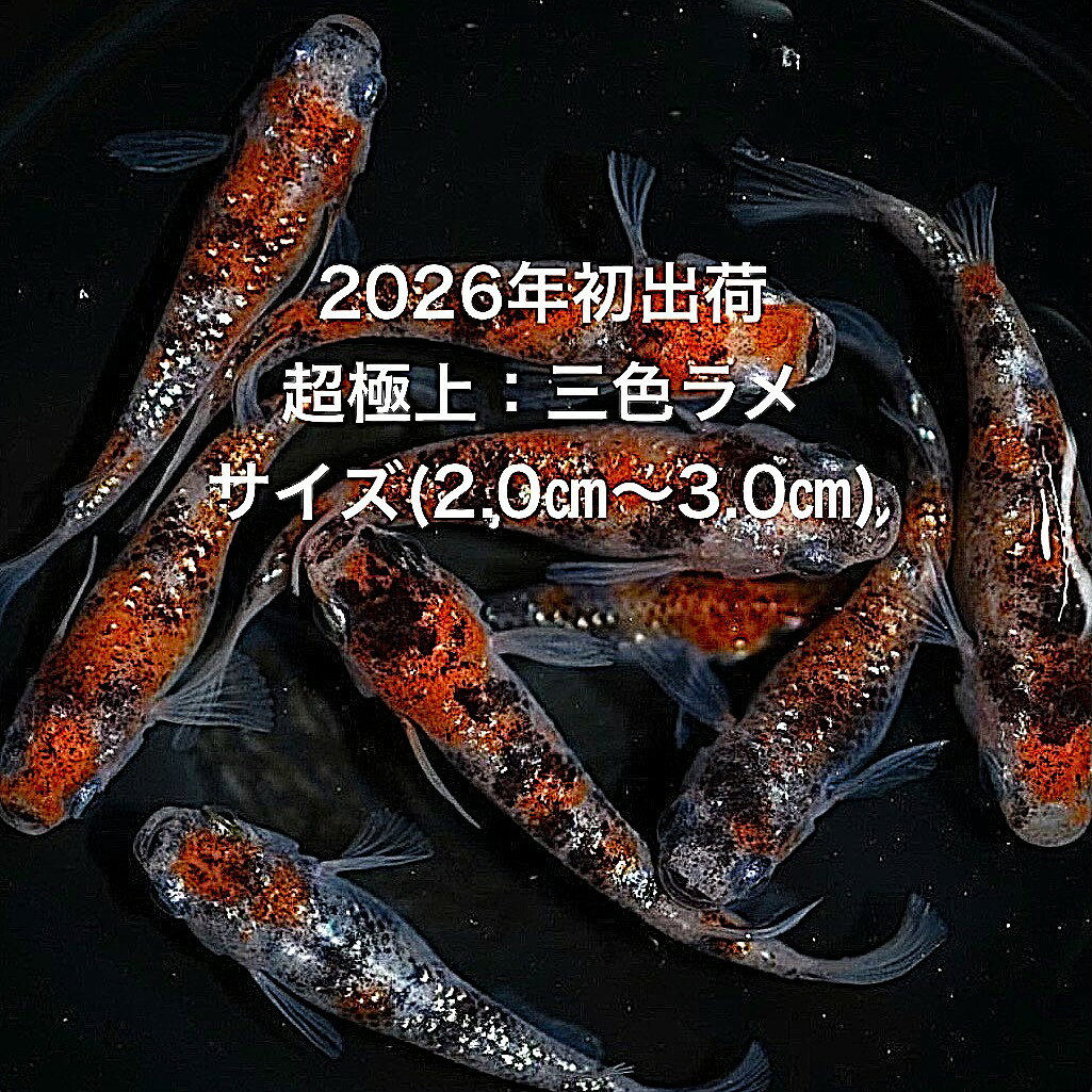 ※今期最終出荷※D2●稚魚～幼魚販売●めだか2026年7月孵化●初出荷★超極上★坂出三色系★【三色ラメ：30匹セット】サイズS(0.5cm～1.0cm）・在庫がなくなり次第終了致します。画像1の親メダカから生まれた子供になります。※●野外常温で飼育しておりますので野外でも安心して育てられると思います。※万全を期して発送致しますが、商品が生き物という性質上、輸送中に暴れる事もございます。スレ傷、充血、脱鱗、鰭の裂け等ある場合もございますのでご理解のほどよろしくお願いいたします。生き物という性質上、健康状態不良と判断した場合お取引を取り消しさせていただく場合がございます。【輸送のストレスを緩和するため飼育水での発送となります】●※到着時の損傷や死着があっても補償はありませんのでご了承の上ご注文宜しくお願い致します。●●お手になされた方はご満足いただけるメダカだと思います。日光ををたっぷりと浴びた環境でのびのびと育った、丈夫で綺麗な個体になります。メダカには保護色機能があり、飼育容器や環境により体色が多少変化致します。体型やサイズ判断は当店独自基準となります。すぐに与えられる顆粒状の飼育用餌を多少ですがお付けいたします。当店ではすべてこの飼育用餌にて育てております、当店自慢のオリジナル飼育用餌になります。（別途針仔用、稚魚用餌、成魚用餌もご用意しております是非ご利用ください）●●※12:00までの注文で翌日お届け※●●【商品説明】「三色ラメ」は、坂出三色系の美しい色合いが特徴のめだかです。この30匹セットは、2026年7月に孵化した稚魚から幼魚までを含み、サイズは0.5cmから1.0cmです。特にその輝くラメ模様は、水槽内での存在感を一層引き立てます。初めての方から愛好家まで、幅広い方におすすめのセットです。※電話でのご注文・ご予約・ご相談も受けております(080-6708-6627）