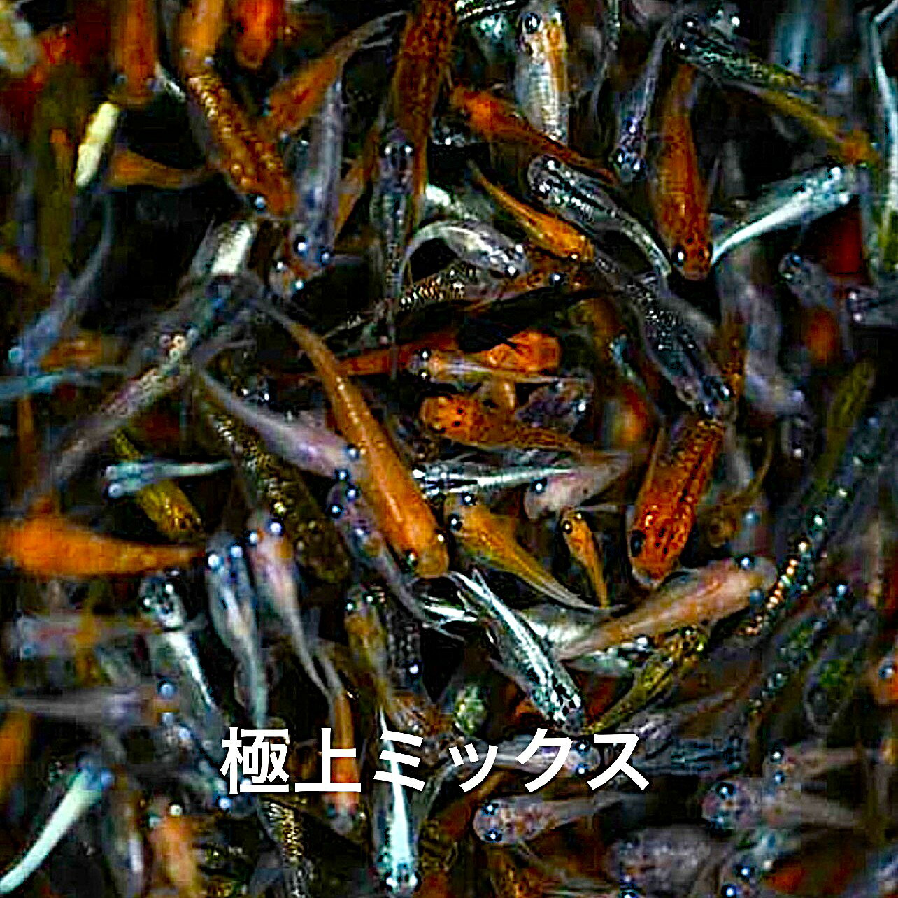 G1●めだか※今期最終出荷※●画像の親から生まれたミックス・稚魚～幼魚販売●7月孵化●...