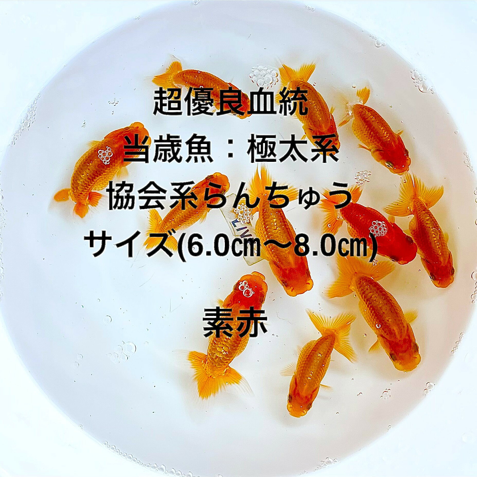 ●※当歳魚初出荷※●協会系らんちゅう●超優良血統●極太系●★現物出荷★ランダム★【協会系当歳魚・素赤】画像の中から：10匹セット。サイズ(6.0cm～8.0cm) ・在庫がなくなり次第終了致します。●※スマホでご覧の方は画像左下の動画をタッチしてください画像の動画が見られます。サシはほぼ外してあります、4つ尾の個体になります。●画像2の親から生まれた当歳魚になります。観賞用・種用としては充分だと思います。飼育用飼料は細粒餌サイズ、赤虫を与えております。※●野外常温で飼育しておりますので野外でも安心して育てられると思います。画像の中より掬い発送いたします。【協会系らんちゅうとは、らんちゅう愛好家によってブリードされた固体で、肉腫の発達が良くバランスの取れた体型特徴で、上見だけでなく横見でも観賞価値が高いです】選別は繰り開始3回済、広々とした飼育設備で育成してあげてください、これからが伸びしろ期になり最大20cm程度まで成長いたします。1年を通して粉餌と粒餌を併用して与えております。※万全を期して発送致しますが、商品が生き物という性質上、輸送中に暴れる事もございます。スレ傷、充血、脱鱗、鰭の裂け等ある場合もございますのでご理解のほどよろしくお願いいたします。生き物という性質上、健康状態不良と判断した場合お取引を取り消しさせていただく場合がございます。●屋外常温飼育です。【輸送のストレスを緩和するため飼育水での発送となります】●※到着時の損傷や死着があっても補償はありませんのでご了承の上ご注文宜しくお願い致します。●●お手になされた方はご満足いただける、協会系らんちゅうだと思います。日光をたっぷりと浴びた環境でのびのびと育った、丈夫で綺麗な個体を選別した親種から生まれた個体になります。飼育容器や環境により体色が多少変化致します。体型やサイズ判断は当店独自基準となります。すぐに与えられる顆粒状の飼育用餌を多少ですがお付けいたします。当店ではすべてこの飼育用餌にて育てております、当店自慢のオリジナル飼育用餌になります。（別途共通飼料を販売しておりますので検索宜しくお願い致します）※電話でのご注文・ご予約・ご相談も受けております(080-6708-6627）●●※12:00までの注文で翌日お届け※●●【商品説明】協会系らんちゅうの当歳魚セットは、極太系の優良血統を誇る美しい金魚です。素赤の色彩が魅力的で、観賞用として最適です。サイズは6.0cmから8.0cmで、飼育しやすい大きさです。10匹セットで提供され、ランダムに選ばれた個体が届きます。これらのらんちゅうは、あなたの水槽に華やかさを加え、観賞魚としての価値を高めます。※電話でのご注文・ご予約・ご相談も受けております(080-6708-6627）