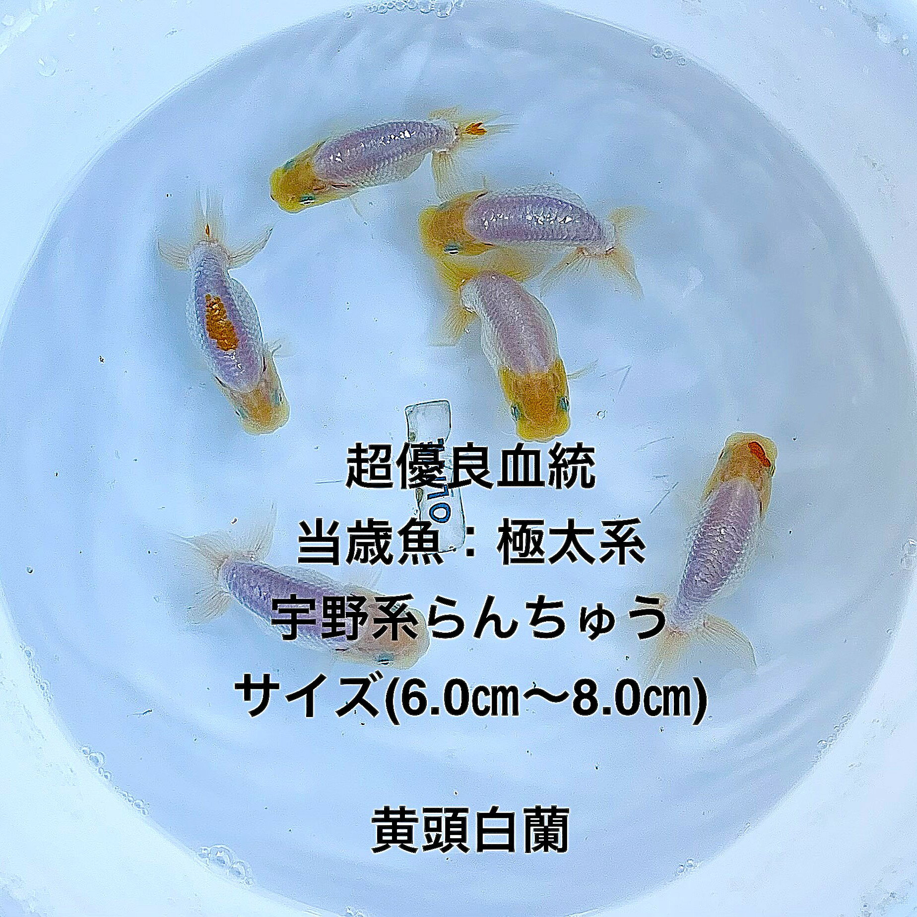 楽天市場】らんちゅう 色 種類の通販