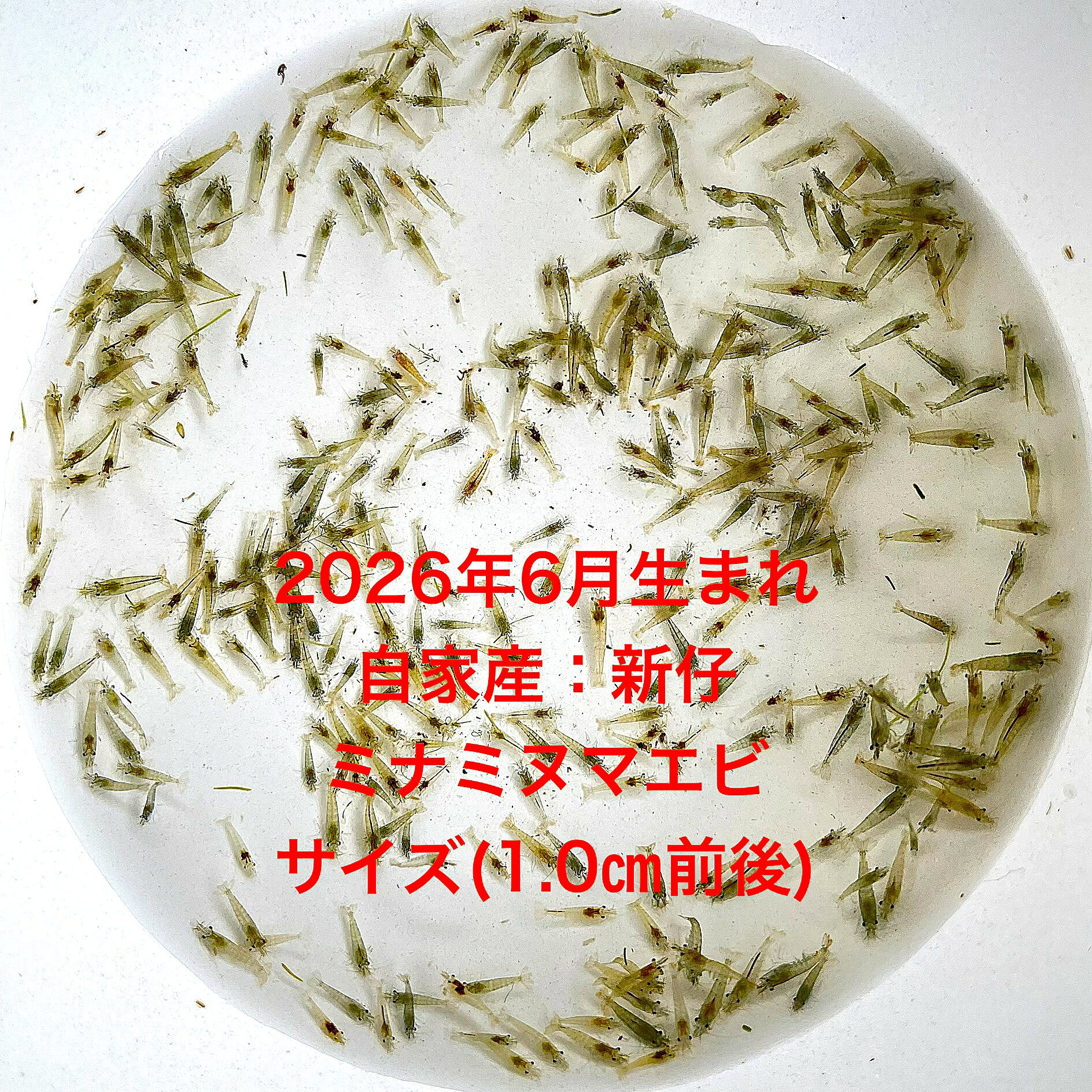 ●初出荷●※新仔ミナミヌマエビ※●2026年6月生まれ●自家産★ランダム★【新仔ミナミヌマエビ100匹セット】：プラス補償分。サイズ(1,0cm前後)・輸送中のミナミヌマエビの足場としてアマゾンフロッグピット10株をサービスとしていっしょに入れます。・在庫が無くなり次第終了致します。●※スマホでご覧の方は画像左下の動画をタッチしてください画像の動画が見られます。※●2026年6月生まれの自家産の新仔ミナミヌマエビになります。メダカが食べ残した餌や藻類を食べて綺麗にしてくれる優れものです。飼育していると簡単に増えていきます。個体によっては体色に色々なバリエーションが見られ、また同個体でありながら日によってそのボディーカラーが違っていたりします。その色彩変異も美しく、小さいのに見どころ満載のエビです。エビ特有の動きとあわせ鑑賞用として水草水槽に入れて飼っていらしゃる方も多いです。ミナミヌマエビを受け入れる前に少なくとも一日は水を汲み置きしてカルキ抜き等を施し、エアレーションなどで水を落ち着かせて下さい。到着した生体を直ぐに水槽に入れる様な事はせずに、ビニール袋に入れたまま水槽に一時間程浮かべ両方の水温を合わせてから放してください。※●すべて野外で飼育しておりますので安心して育てられると思います。特に餌は必要ありません。●※死着補償はありませんので多めに入れて発送致します。体型やサイズ判断は当店独自基準となります。●●※12:00までの注文で翌日お届け※●●【商品説明】新仔ミナミヌマエビ100匹セットは、2026年6月に生まれた自家産のエビをお届けします。サイズは約1.0cmで、初心者から上級者まで楽しめる水槽の仲間として最適です。さらに、アマゾンフロッグピット10株が付属しており、水槽の環境を豊かにします。エビの健康を考慮したプラス補償分も含まれており、安心してご購入いただけます。※電話でのご注文・ご予約・ご相談も受けております(080-6708-6627）