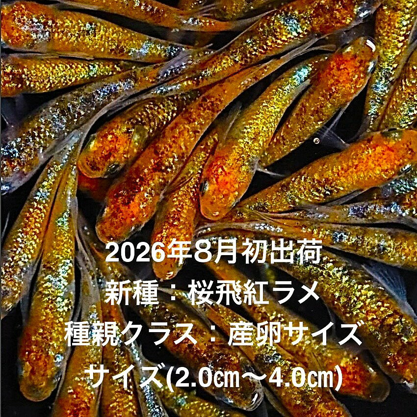 ●※めだか2026年8月初出荷※★多色ラメ★極上個体★ランダム★種親クラス★産卵サイズ●【桜飛紅ラメ：20匹セット】サイズML(2.0cm〜4.0cm)・ ●●※12:00までの注文で翌日お届け※●●