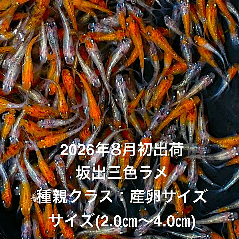 ●※めだか2026年8月初出荷※★三色ラメ★極上個体★ランダム★種親クラス★産卵サイズ●【坂出三色ラメ：20匹セット】サイズML(2.0cm〜4.0cm)・ 在庫がなくなり次第終了致します。画像の坂出三色ラメをランダムで掬い発送致します。●野外常温で飼育しておりますので野外でも安心して育てられると思います。※万全を期して発送致しますが、商品が生き物という性質上、輸送中に暴れる事もございます。スレ傷、充血、脱鱗、鰭の裂け等ある場合もございますのでご理解のほどよろしくお願いいたします。生き物という性質上、健康状態不良と判断した場合お取引を取り消しさせていただく場合がございます。【輸送のストレスを緩和するため飼育水での発送となります】●※到着時の損傷や死着があっても補償はありませんのでご了承の上ご注文宜しくお願い致します。 ●●お手になされた方はご満足いただけるメダカだと思います。日光をたっぷりと浴びた環境でのびのびと育った、丈夫で綺麗な個体を選別した親種から生まれた個体になります。メダカには保護色機能があり、飼育容器や環境により体色が多少変化致します。体型やサイズ判断は当店独自基準となります。すぐに与えられる顆粒状の飼育用餌を多少ですがお付けいたします。当店ではすべてこの飼育用餌にて育てております、当店自慢のオリジナル飼育用餌になります。（別途針仔用、稚魚用餌、成魚用餌もご用意しております是非ご利用ください）●●※12:00までの注文で翌日お届け※●●【商品説明】坂出三色ラメは、色鮮やかな三色のラメが特徴のめだかです。この商品は、種親クラスの極上個体で、産卵サイズに達しているため、繁殖を考えている方に最適です。20匹セットで提供され、2.0cmから4.0cmのサイズで、観賞用としても非常に美しいです。水槽に彩りを加え、観賞魚としての魅力を存分に楽しむことができます。※電話でのご注文・ご予約・ご相談も受けております(080-6708-6627）
