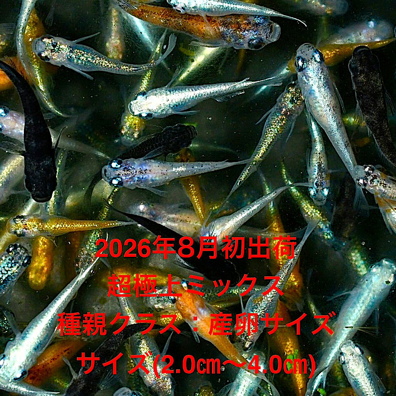 ●※めだか2026年8月初出荷※★超極上ミックス★極上個体★ランダム★種親クラス★産卵サイズ●【超極上ミックス：30匹セット】サイズML(2.0cm〜4.0cm)・ ●●※12:00までの注文で翌日お届け※●●