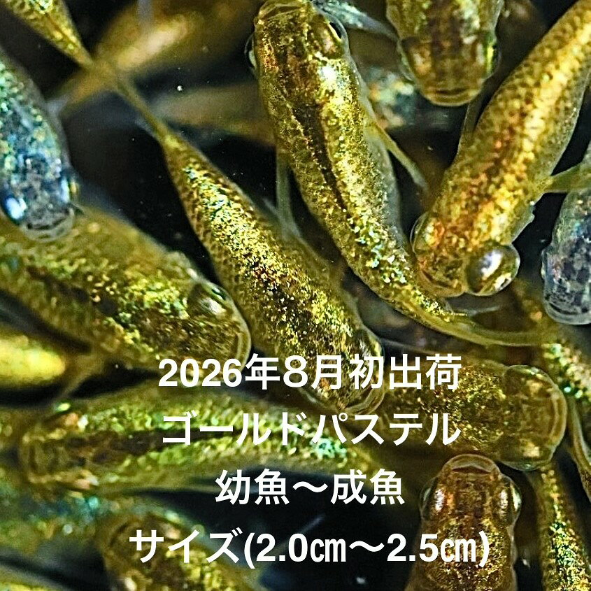 ●※めだか2026年8月初出荷※★ゴールド系★極上個体★種親クラス★【ゴールドパステル：3ペアセット】サイズML(2.0cm〜2.5cm)・ ●●※12:00までの注文で翌日お届け※●●