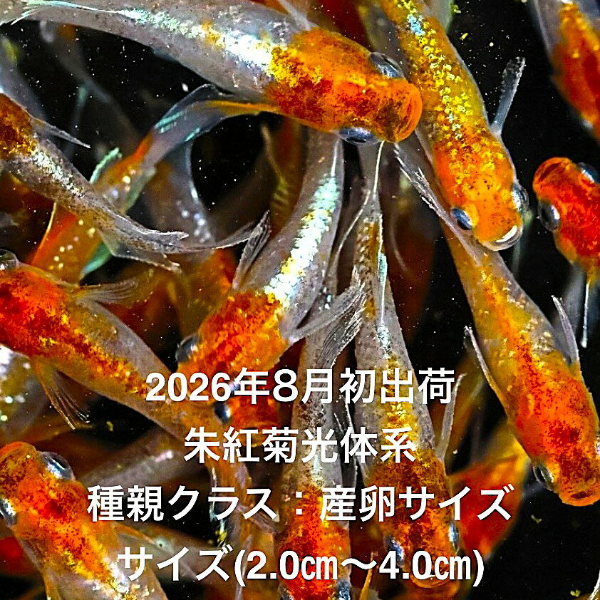 ●※めだか2026年8月初出荷※★光体系★極上個体★ランダム★種親クラス★産卵サイズ●【朱紅菊光体系：3ペアセット】サイズML(2.0cm〜4.0cm)・ 在庫がなくなり次第終了致します。画像の朱紅菊光体系を発送致します。●野外常温で飼育しておりますので野外でも安心して育てられると思います。※万全を期して発送致しますが、商品が生き物という性質上、輸送中に暴れる事もございます。スレ傷、充血、脱鱗、鰭の裂け等ある場合もございますのでご理解のほどよろしくお願いいたします。生き物という性質上、健康状態不良と判断した場合お取引を取り消しさせていただく場合がございます。【輸送のストレスを緩和するため飼育水での発送となります】●※到着時の損傷や死着があっても補償はありませんのでご了承の上ご注文宜しくお願い致します。 ●●お手になされた方はご満足いただけるメダカだと思います。日光をたっぷりと浴びた環境でのびのびと育った、丈夫で綺麗な個体を選別した親種から生まれた個体になります。メダカには保護色機能があり、飼育容器や環境により体色が多少変化致します。体型やサイズ判断は当店独自基準となります。すぐに与えられる顆粒状の飼育用餌を多少ですがお付けいたします。当店ではすべてこの飼育用餌にて育てております、当店自慢のオリジナル飼育用餌になります。（別途針仔用、稚魚用餌、成魚用餌もご用意しております是非ご利用ください）●●※12:00までの注文で翌日お届け※●●【商品説明】朱紅菊光体系のめだかは、その美しい光沢と鮮やかな色合いが特徴です。この3ペアセットは、種親クラスの産卵サイズで、繁殖を楽しむ方に最適です。サイズは2.0cmから4.0cmで、観賞用としても優れた存在感を放ちます。2026年8月初出荷のこの極上個体は、めだか愛好家にとって特別な一品となるでしょう。美しい水槽を彩るために、ぜひお手元に迎えてください。※電話でのご注文・ご予約・ご相談も受けております(080-6708-6627）