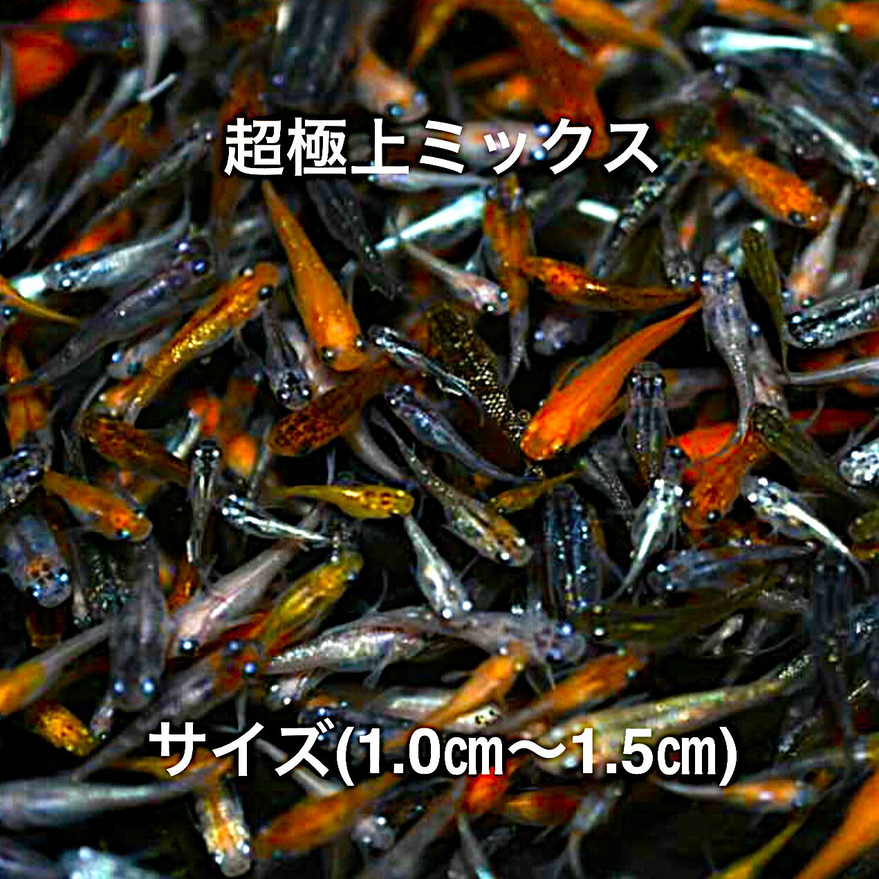 SS1●※メダカ幼魚：初出荷※●2026年6月生まれ●極上ミックス★画像のメダカの幼魚★【150匹＋補償分】サイズ(1.0cm～1.5cm）●※ご注文確定後3日前後での発送になります※●