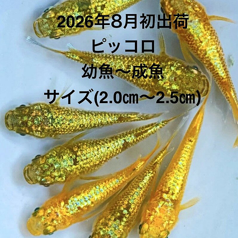 ●※めだか2026年8月初出荷※●最新世代★極上固体★ゴールド系★幼魚★だるま・ショート★【ピッコロ：3ペアセット】サイズ(2,0cm前後)・●●※12:00までの注文で翌日お届け※●●